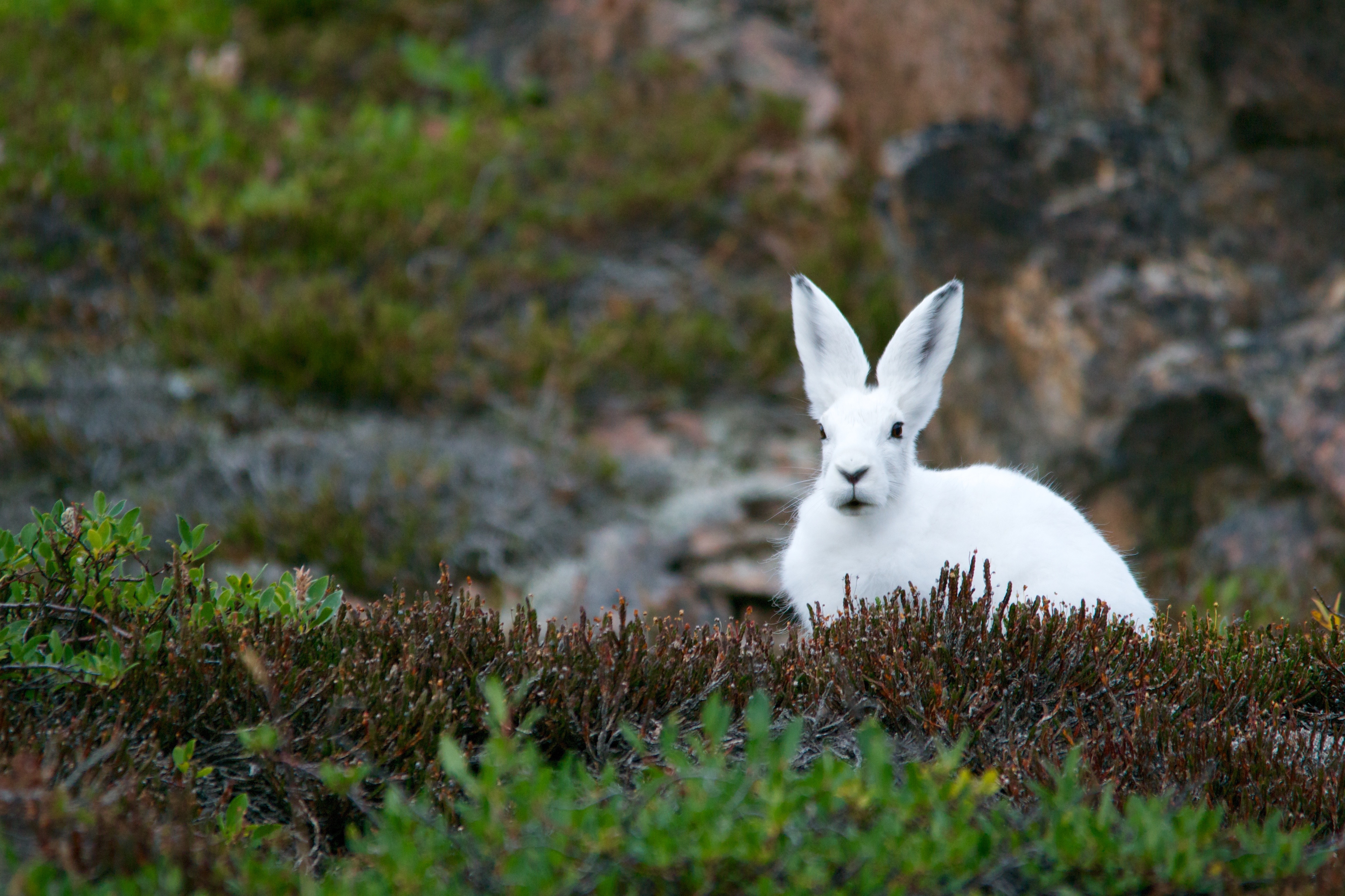 White rabbit photo