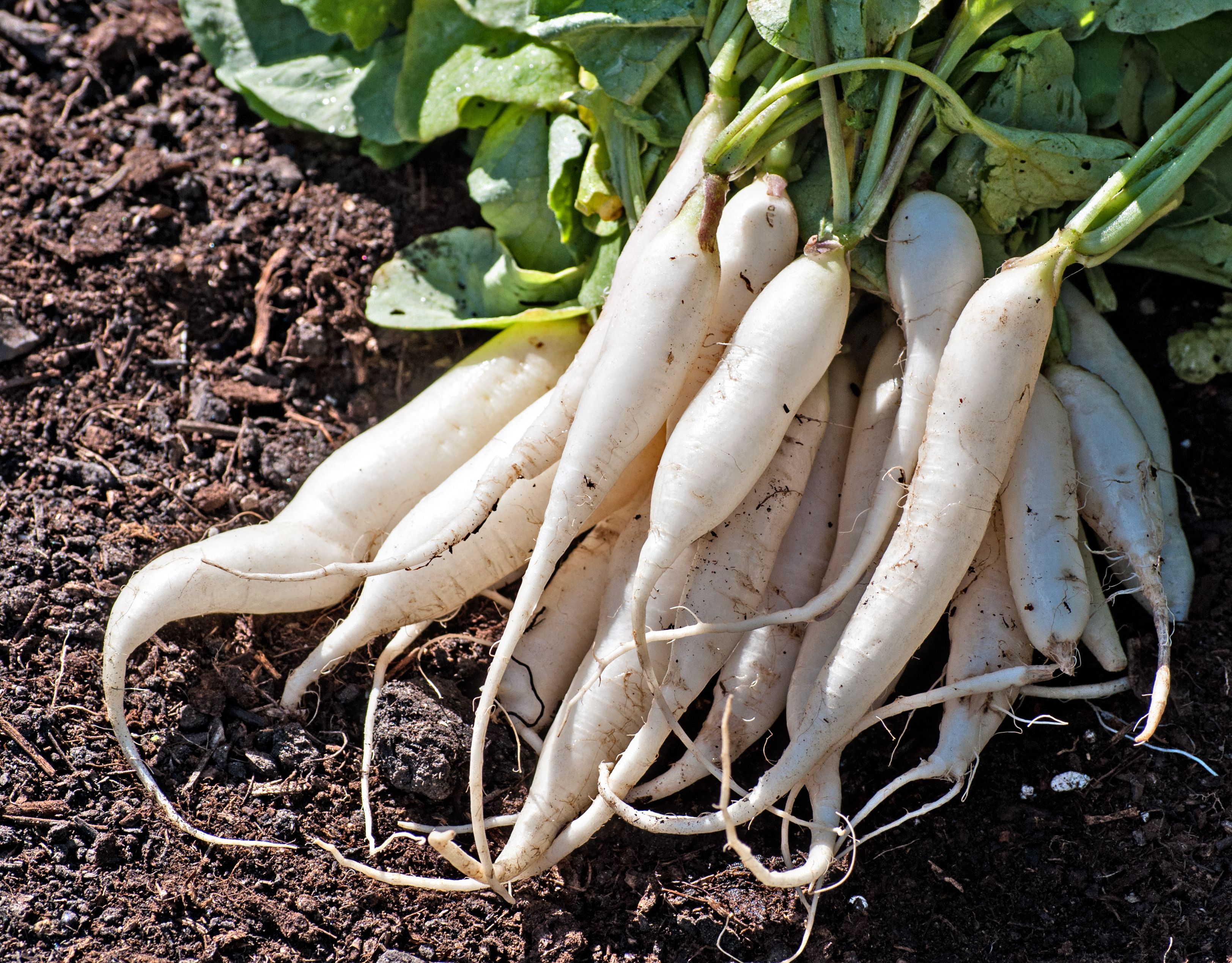 The Most Common Radish Growing Problems