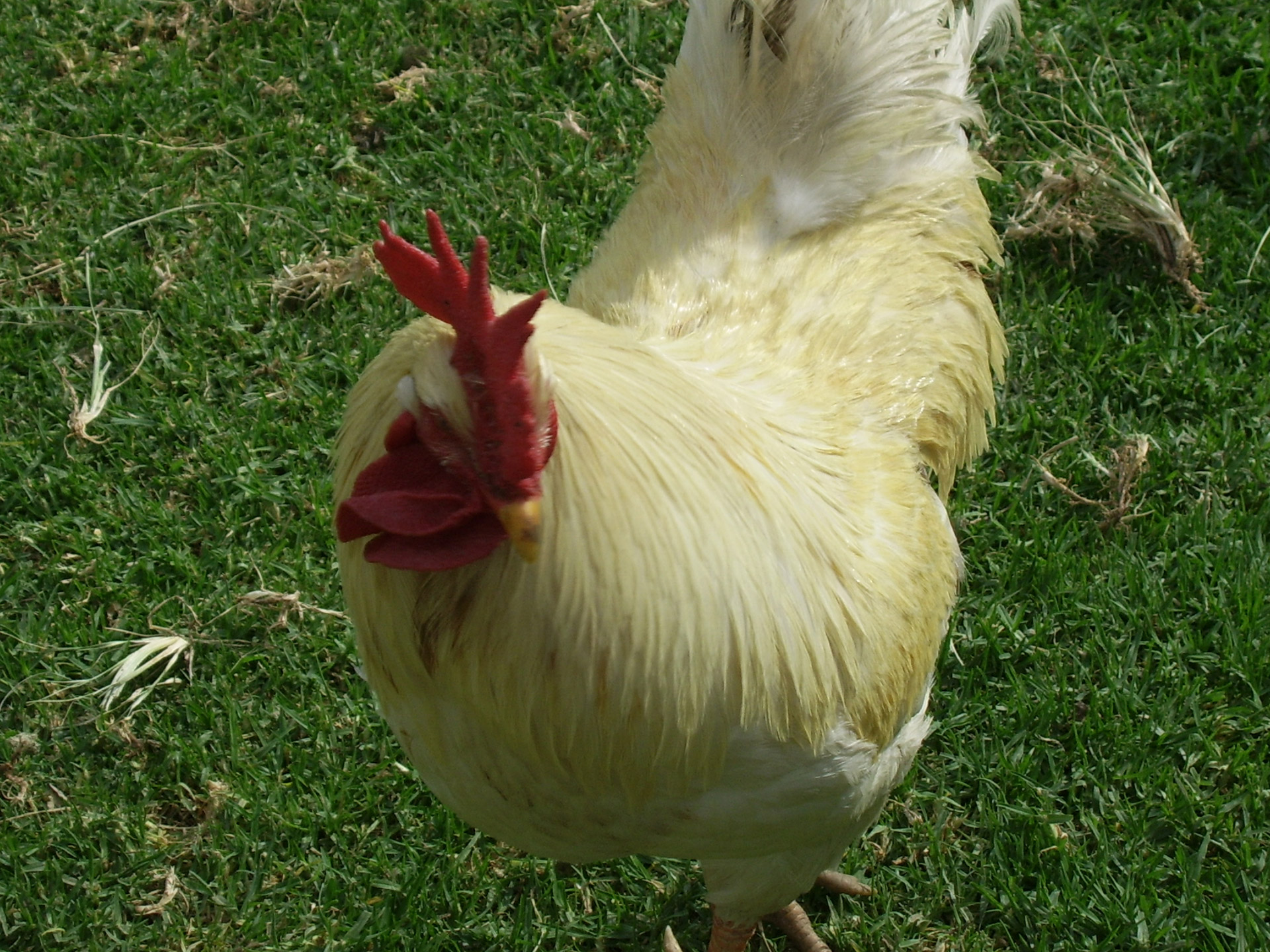 White rooster photos found on the web.