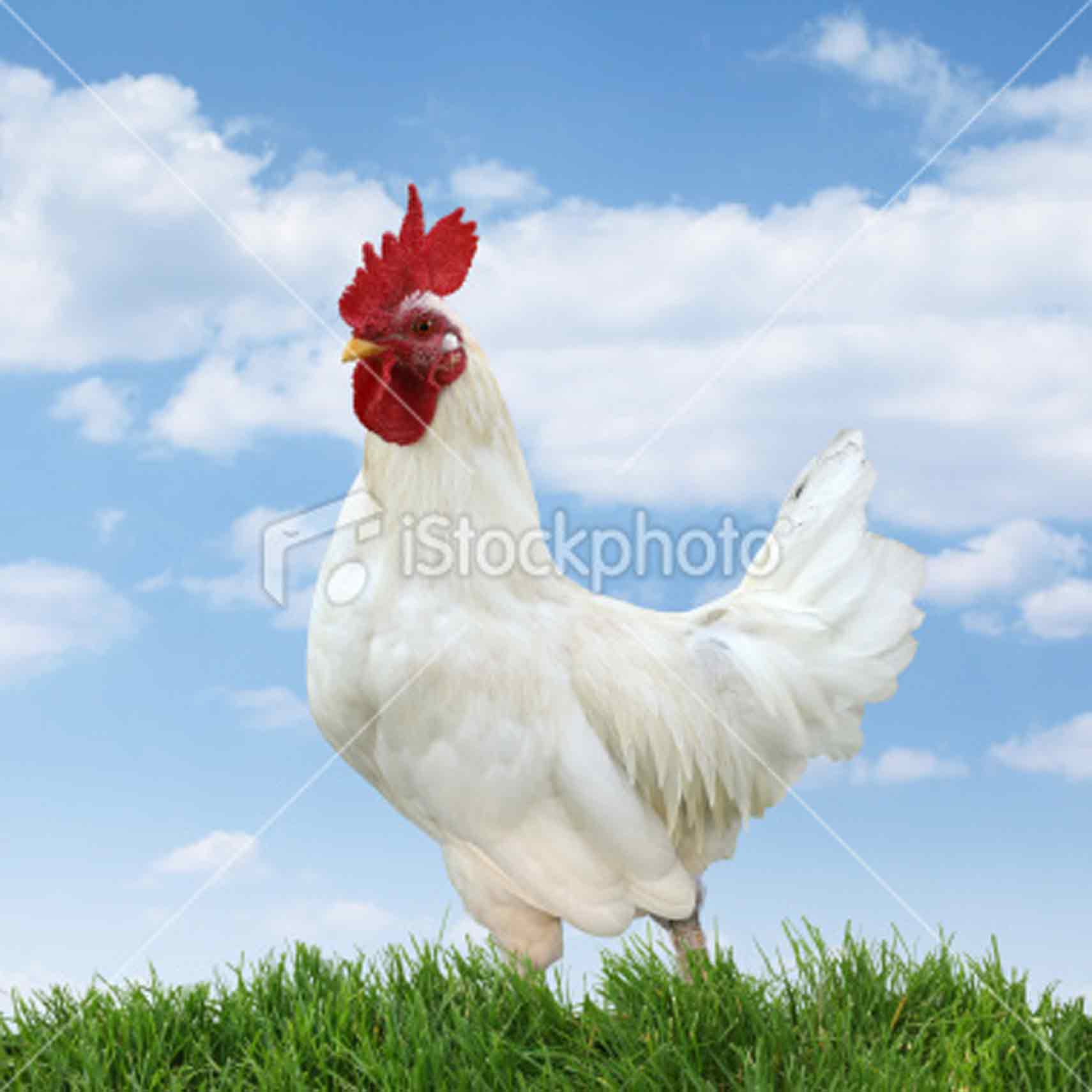 ist2_10208596-white-rooster