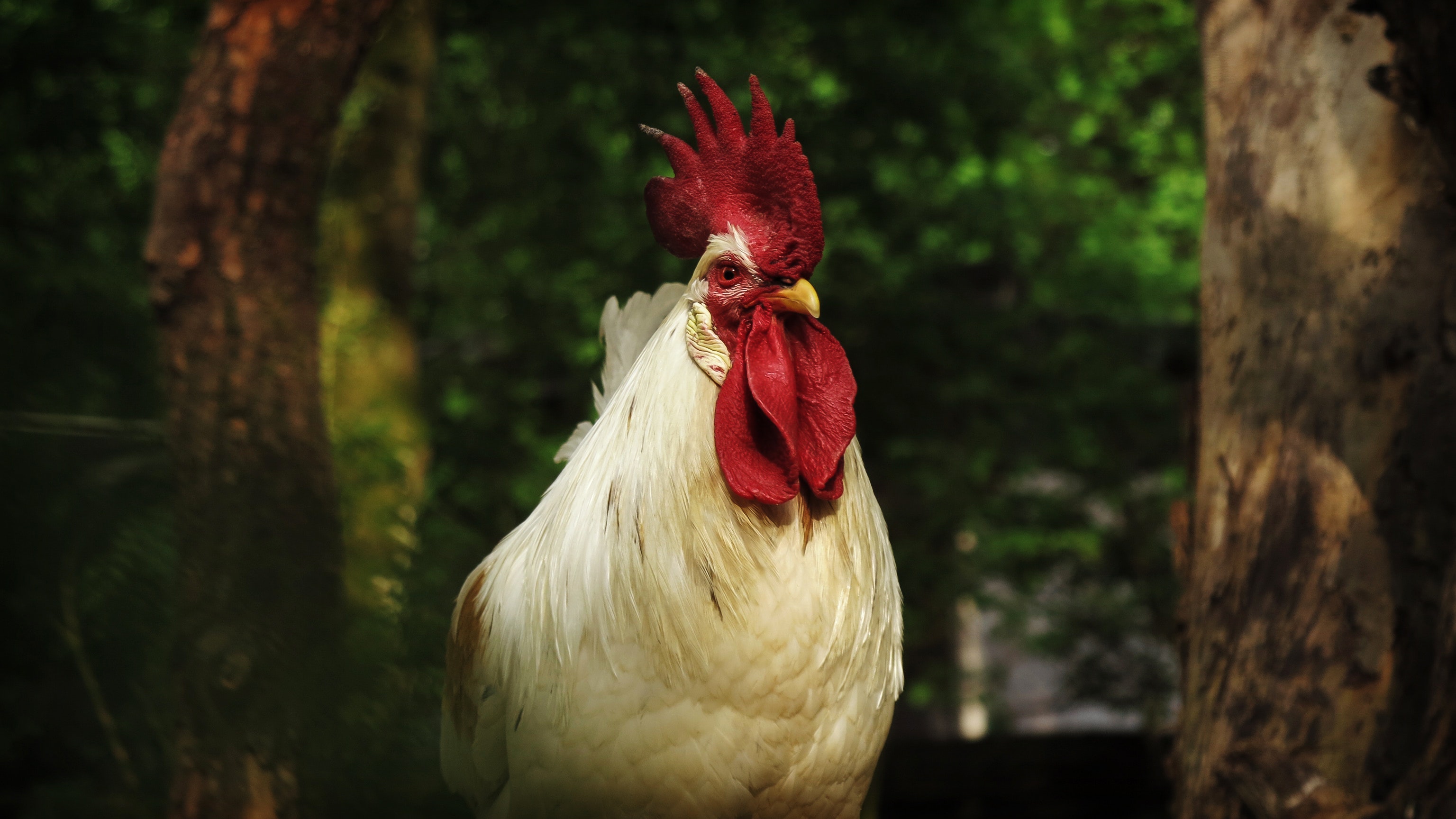 White Rooster, Agriculture, Environment, Poultry, Outdoors, HQ Photo