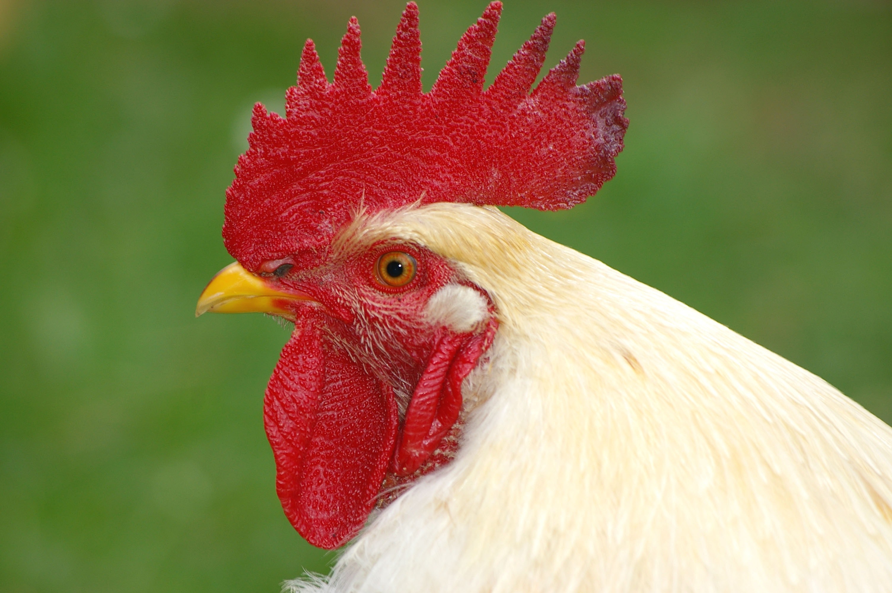White rooster photo