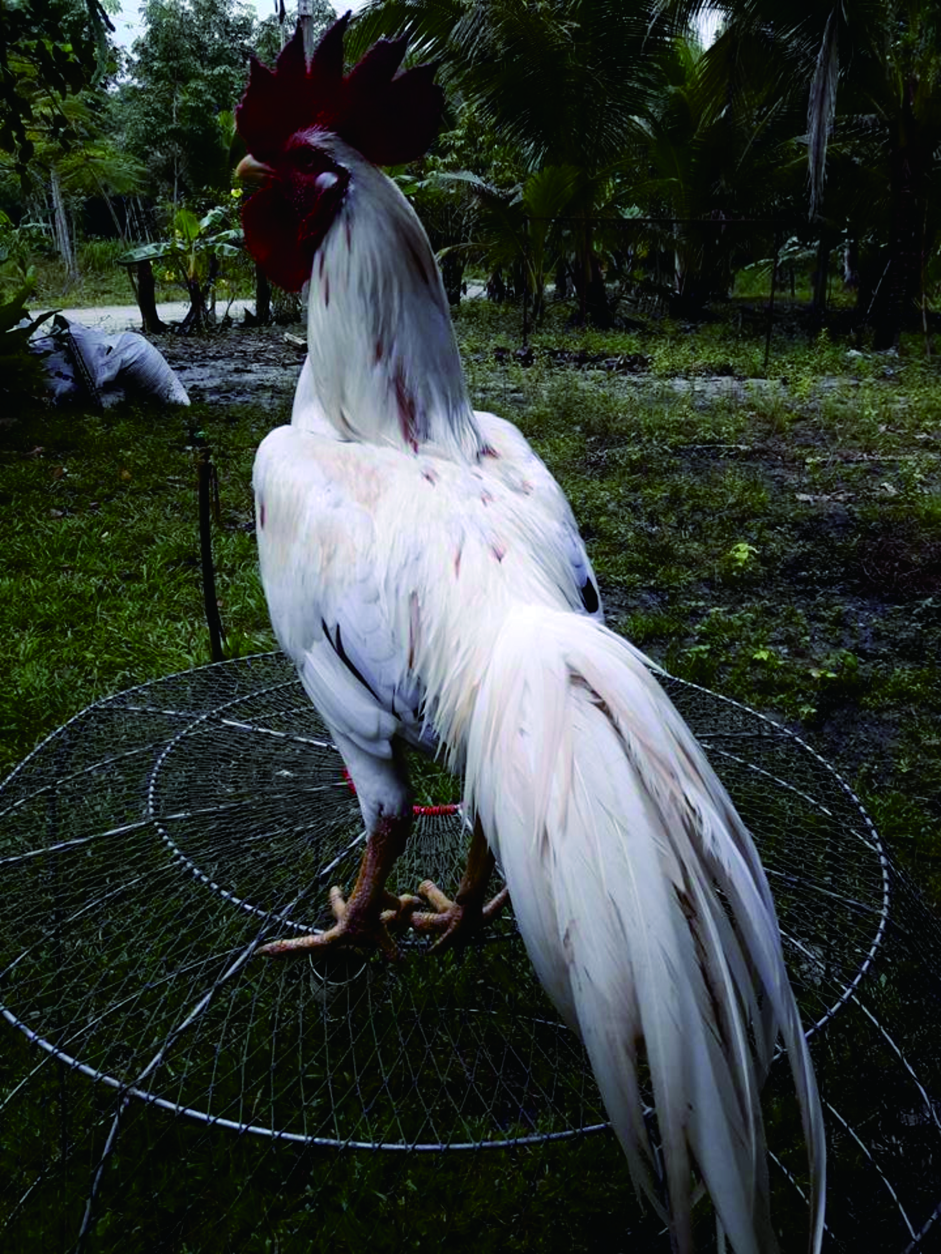 White rooster in Thailand | rooster and equipment for game in ...