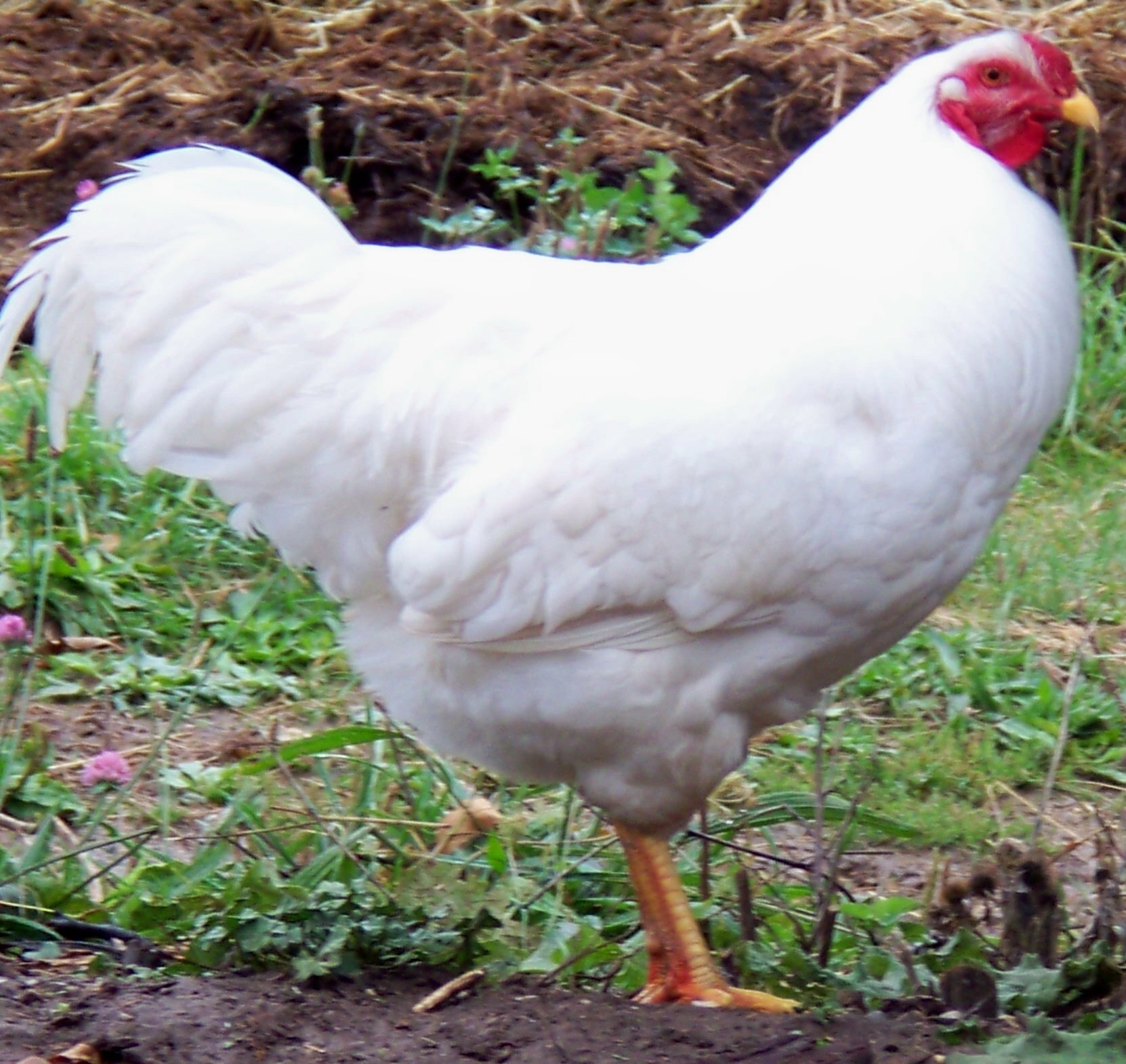 White Chantecler Breed Chicks for Sale | Cackle Hatchery