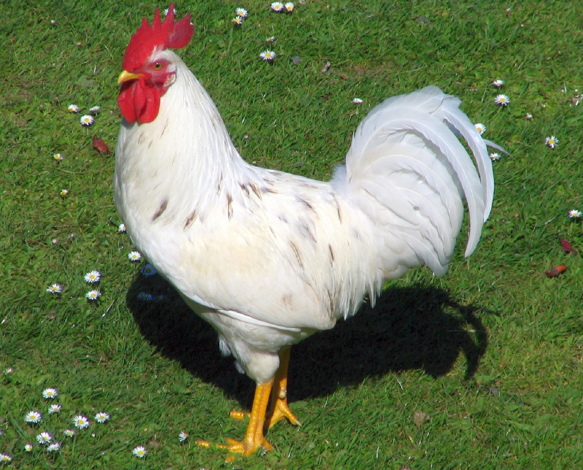 White rooster photos found on the web.