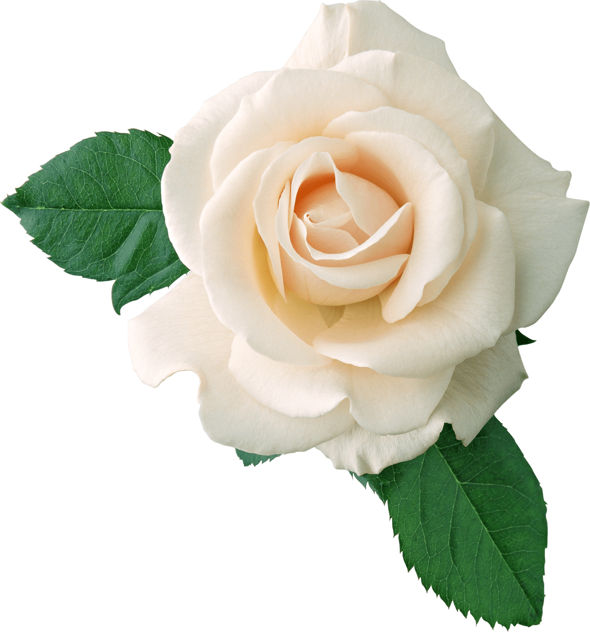 White Rose On Leaves transparent PNG - StickPNG