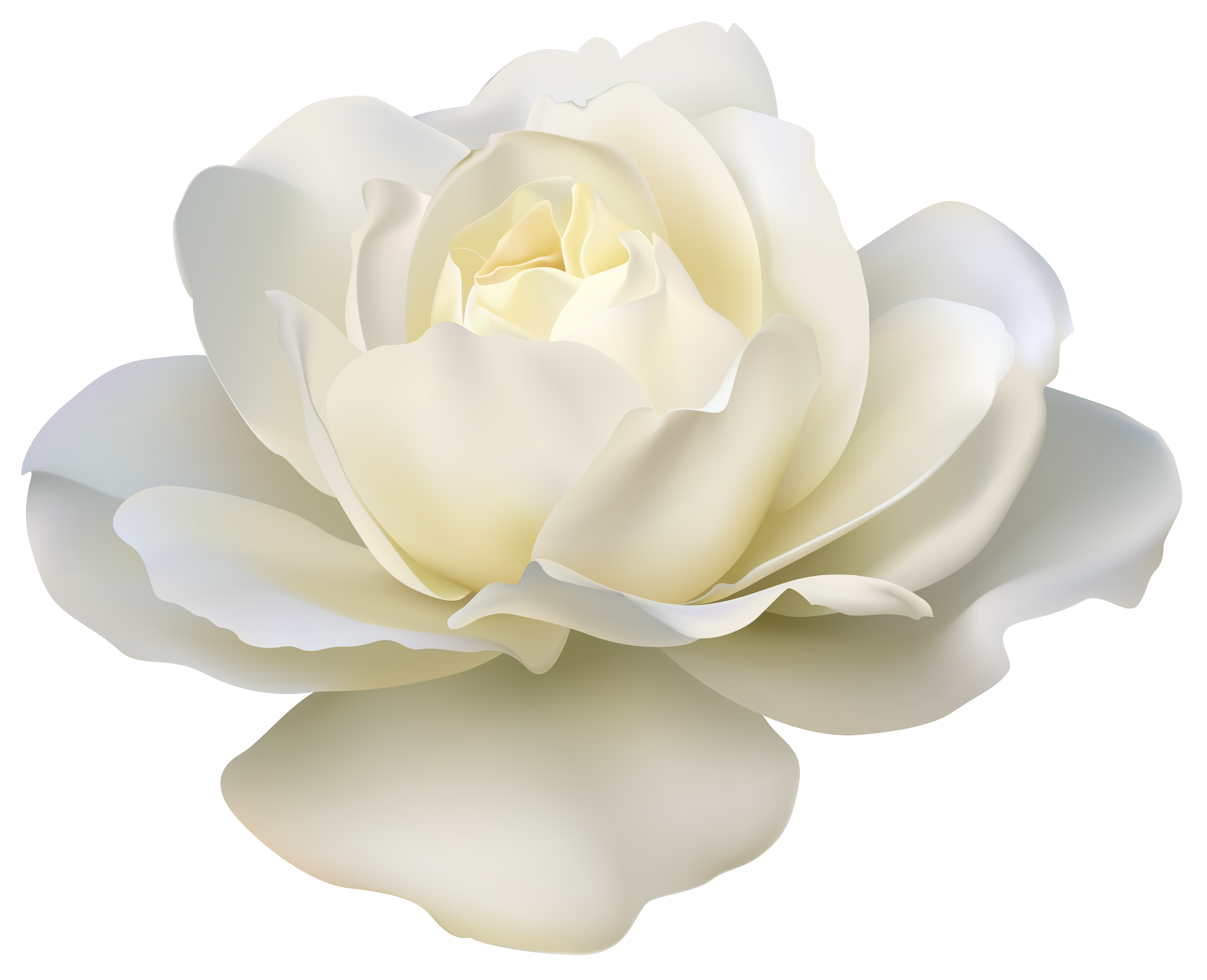 Beautiful White Rose PNG Image | Gallery Yopriceville - High ...