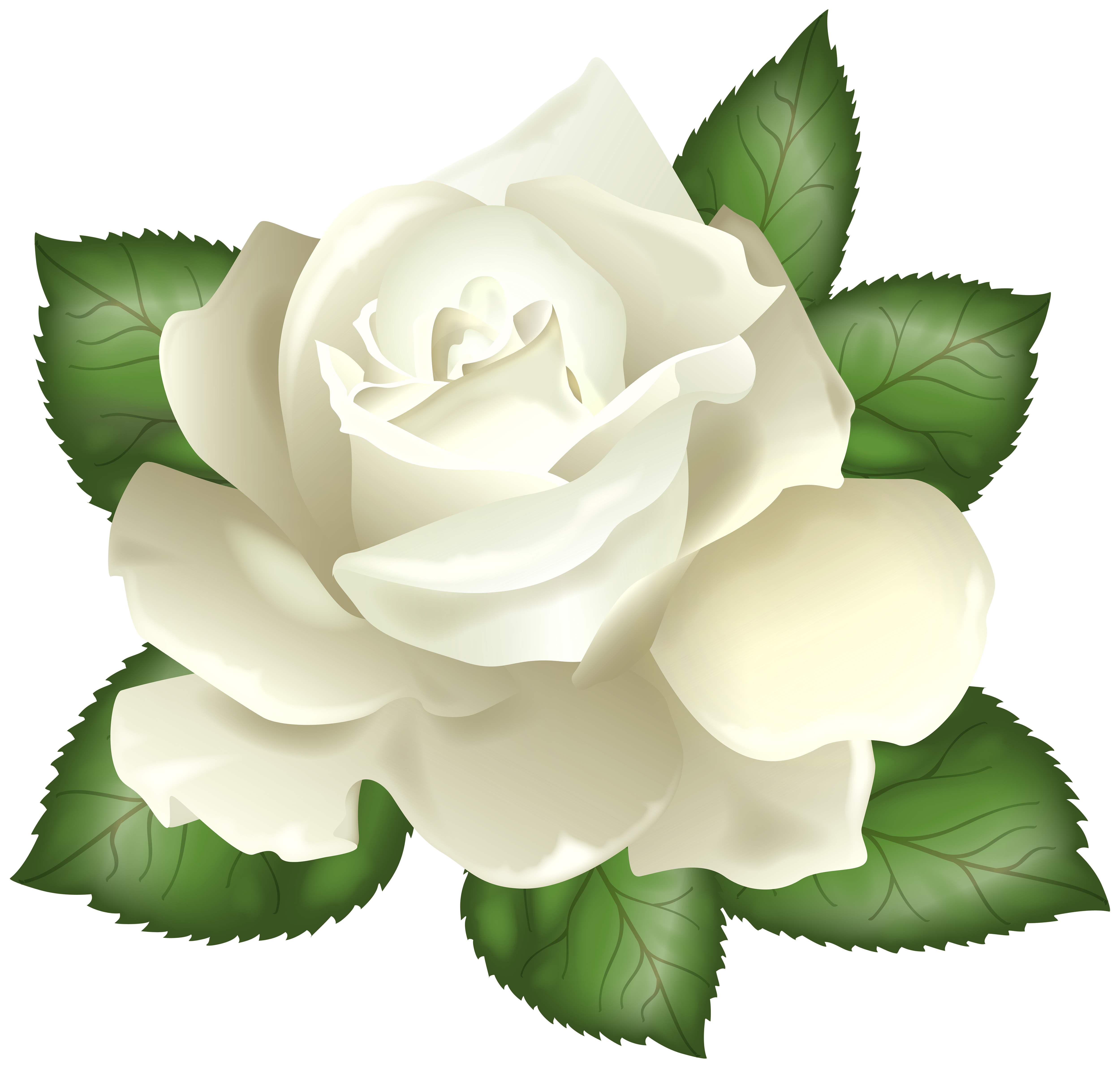 White Rose Transparent PNG Clip Art Picture | Gallery Yopriceville ...