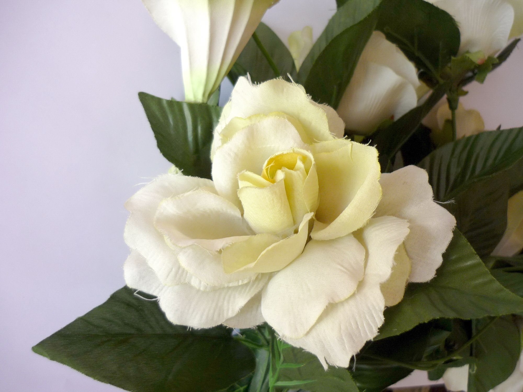 White rose photo