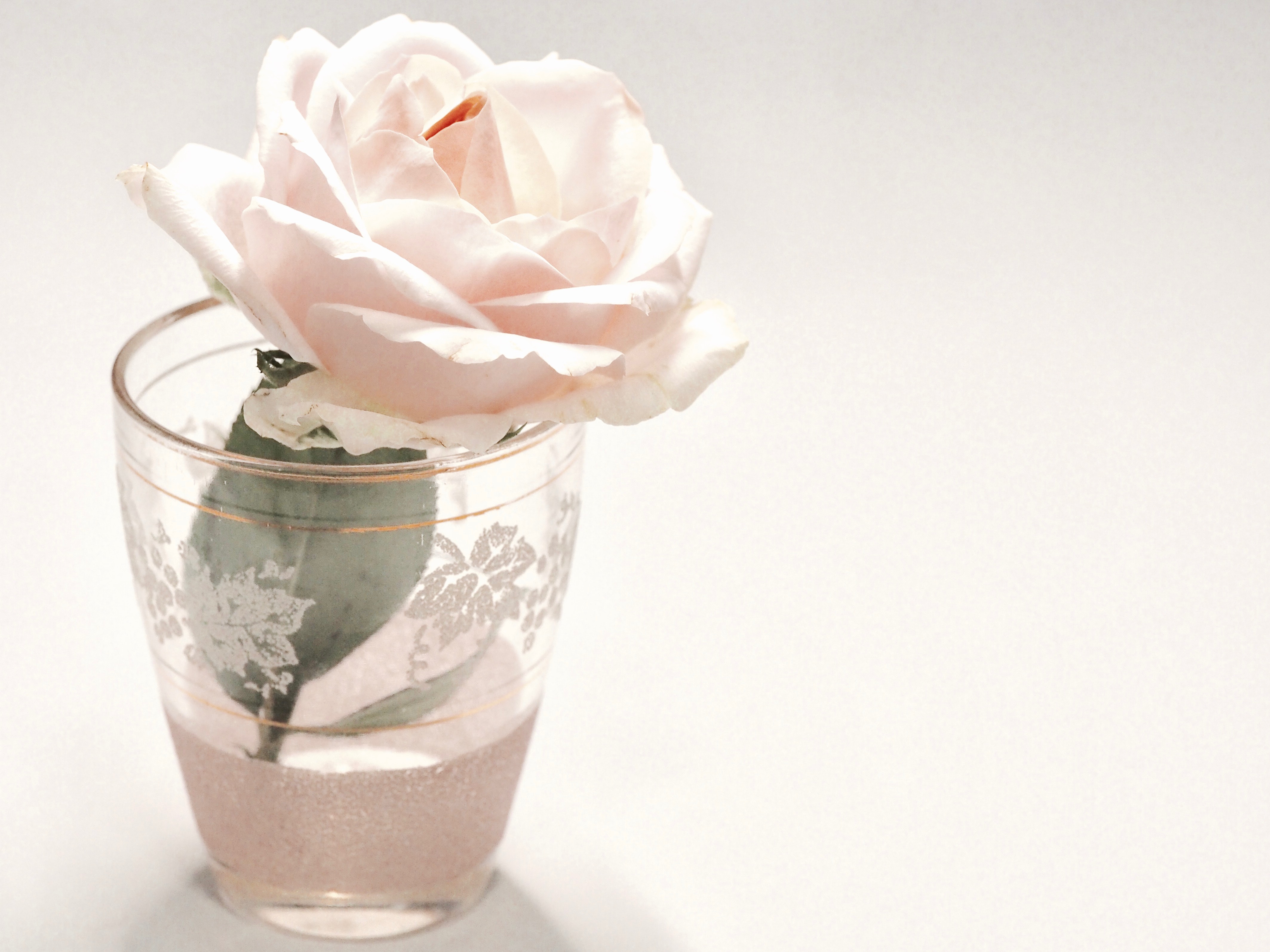White rose flower in clear drinking glass photo