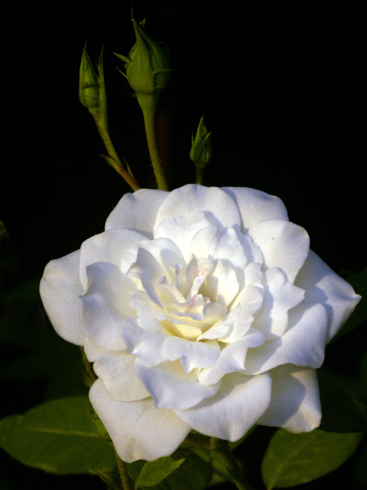 White rose with buds photo