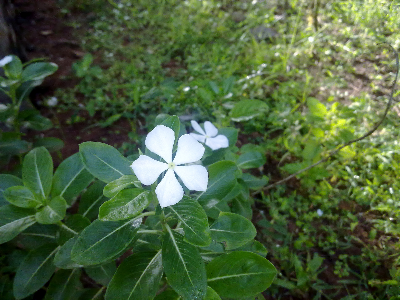 White savam nari flower photo