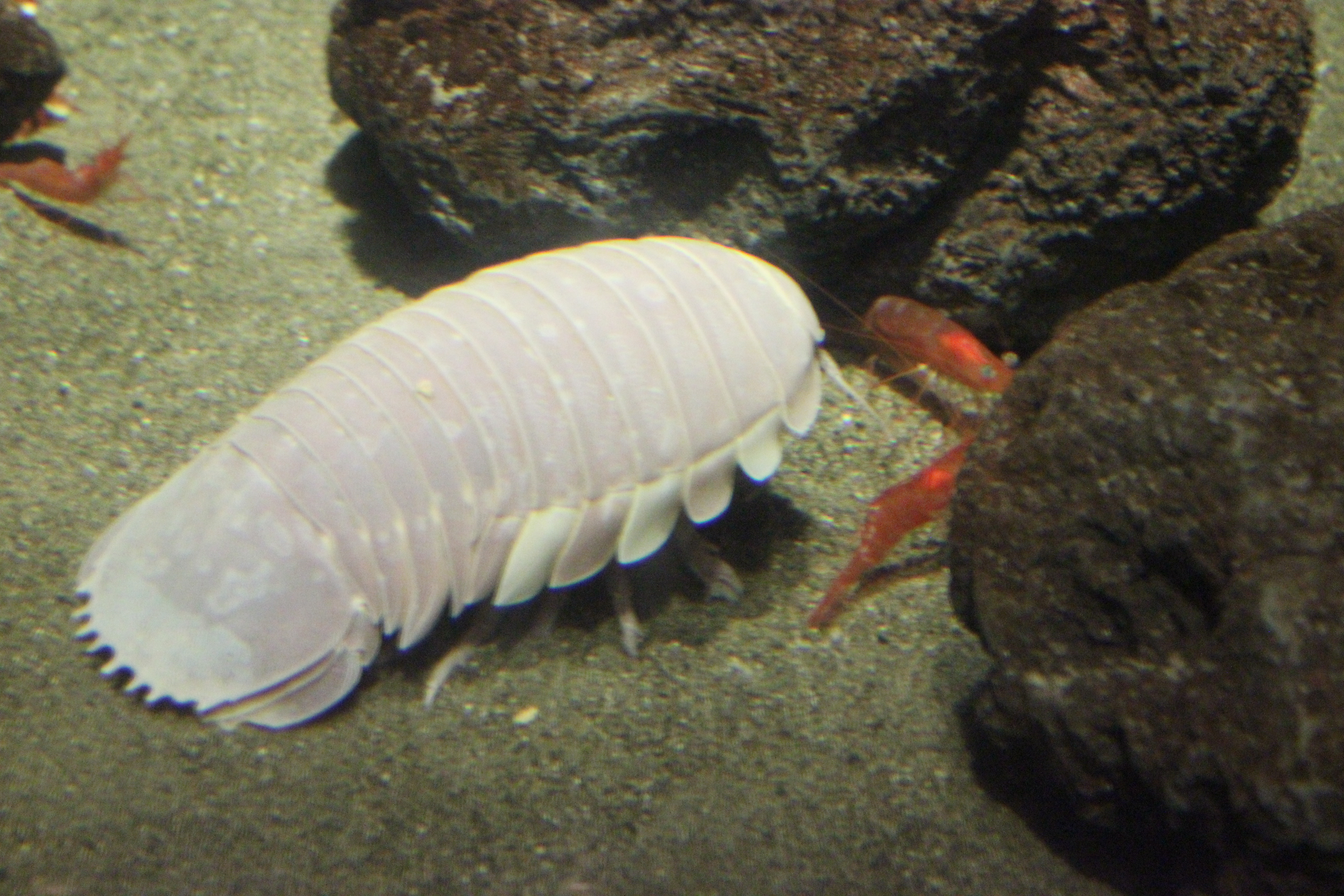 File:Laika ac Deep sea creatures (7472073020).jpg - Wikimedia Commons