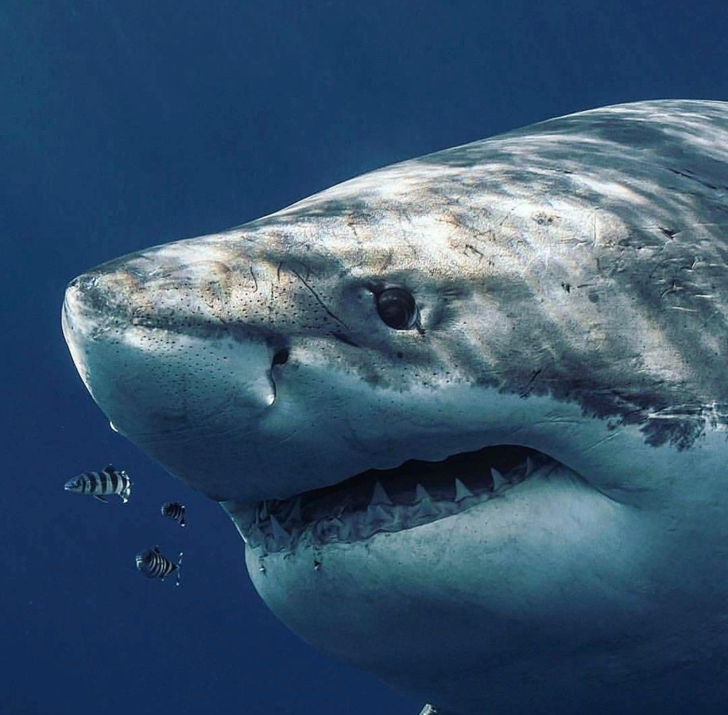 Pin by brooke on sea creatures 》animals | Pinterest | Shark, Animal ...
