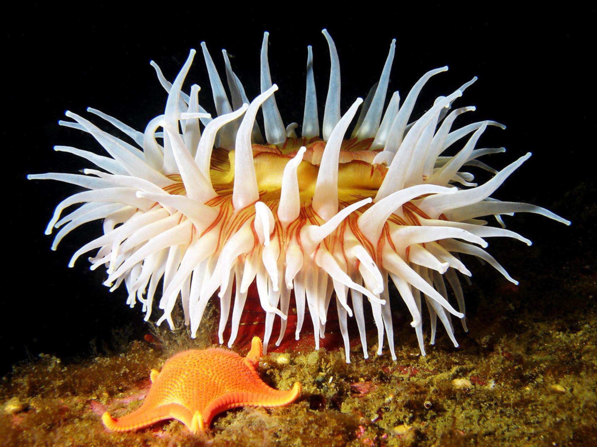 Сообщение удивительные обитатели мирового океана. Актиния анемон гемантус. Коралл актиния. Актиния Средиземноморская. Трубчатая актиния.