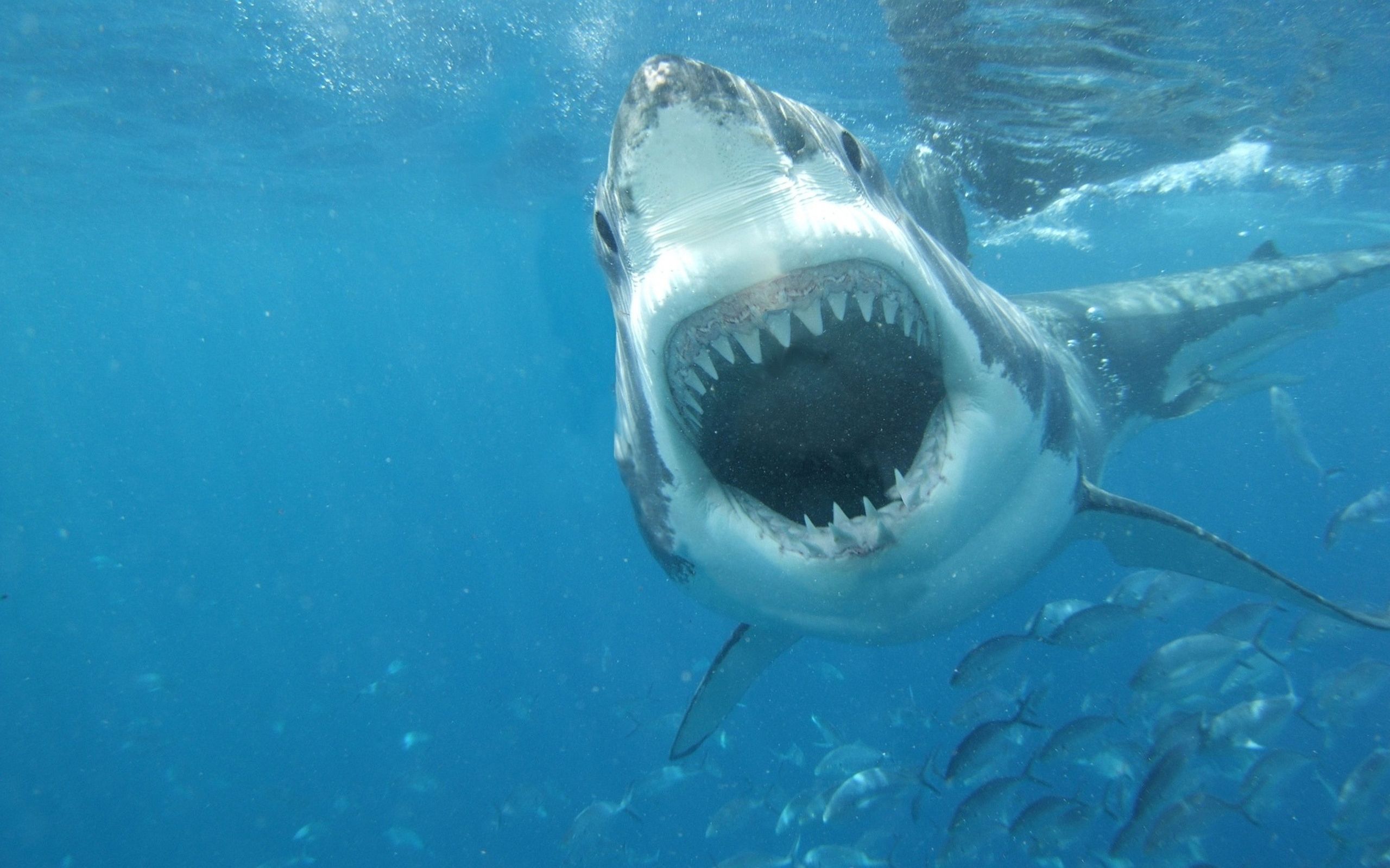 sharks pictures | White Shark Wallpapers Pictures Photos Images ...