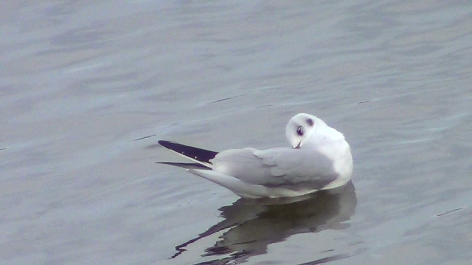 An white seagull is cleaning its wings at calm water. Stock Video ...