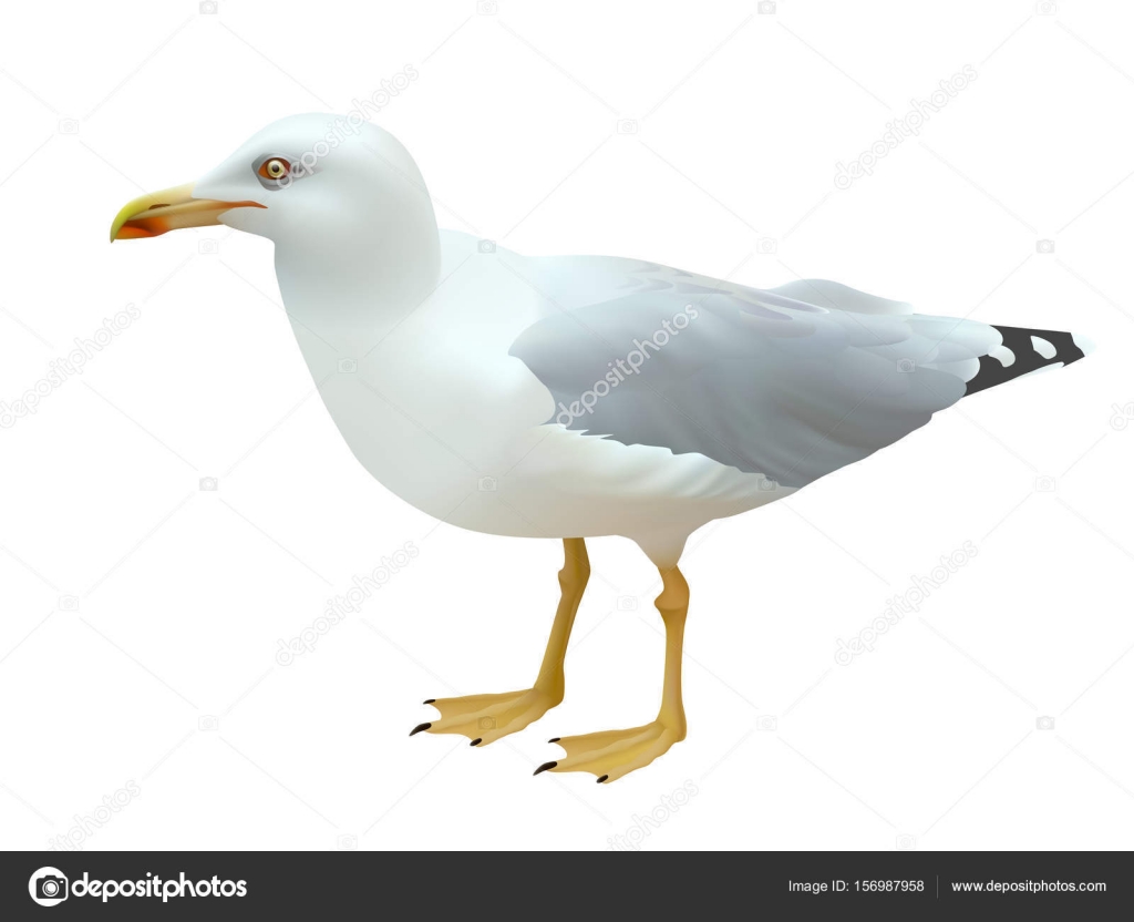 Realistic seagull (sea bird) standing on its feet on a white ...
