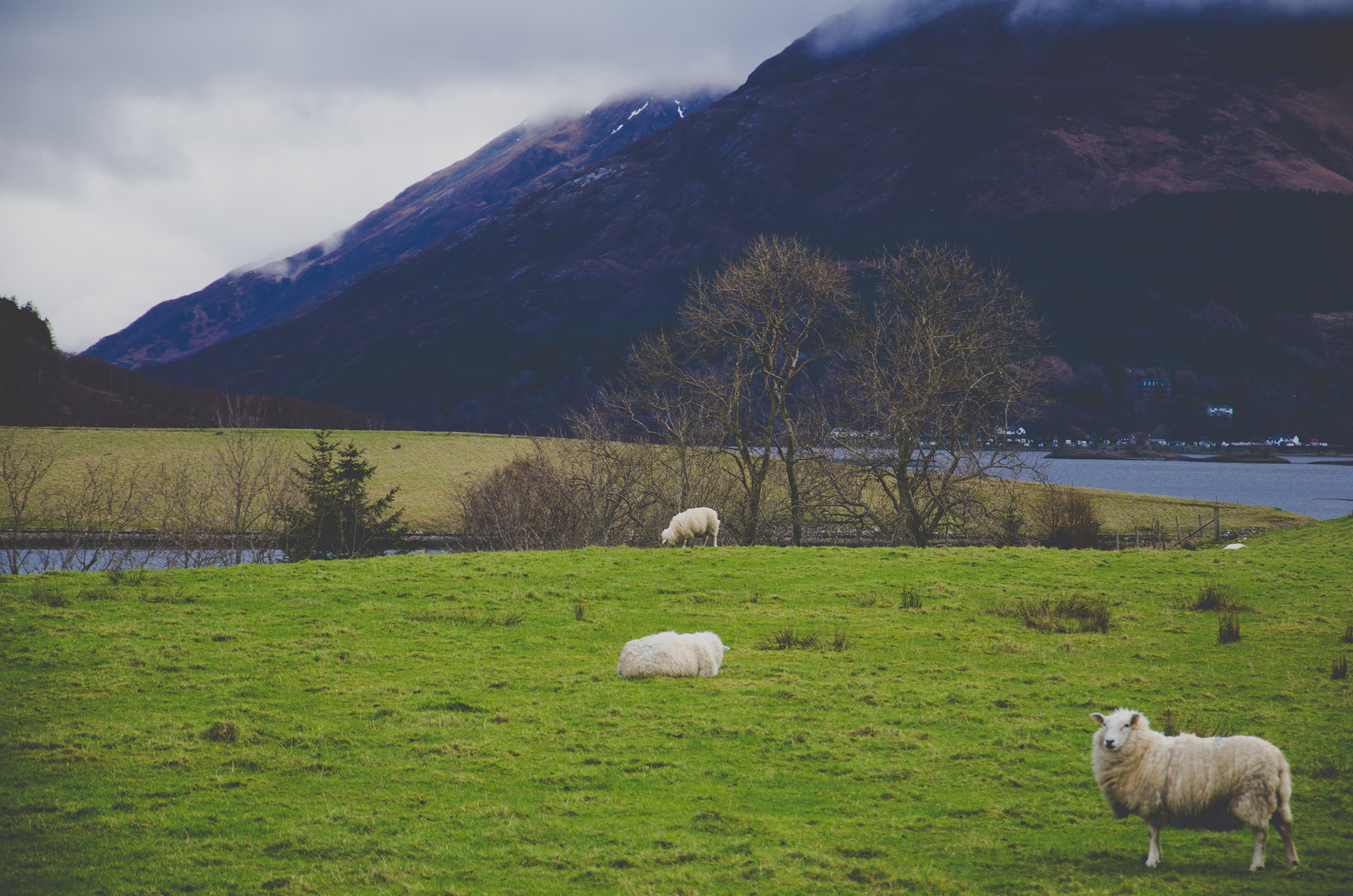 White sheep on green grass field photo