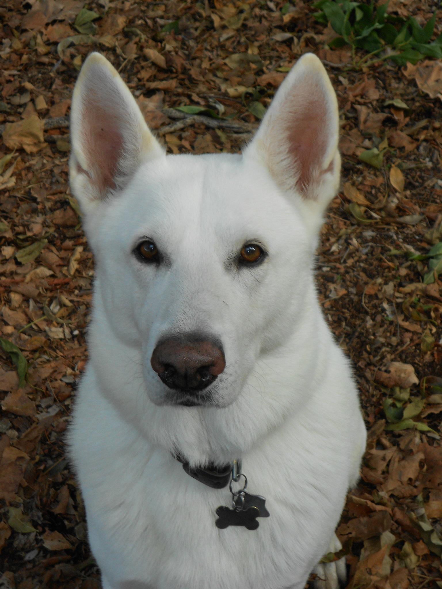 Autumn White Shepherd dog photo and wallpaper. Beautiful Autumn ...