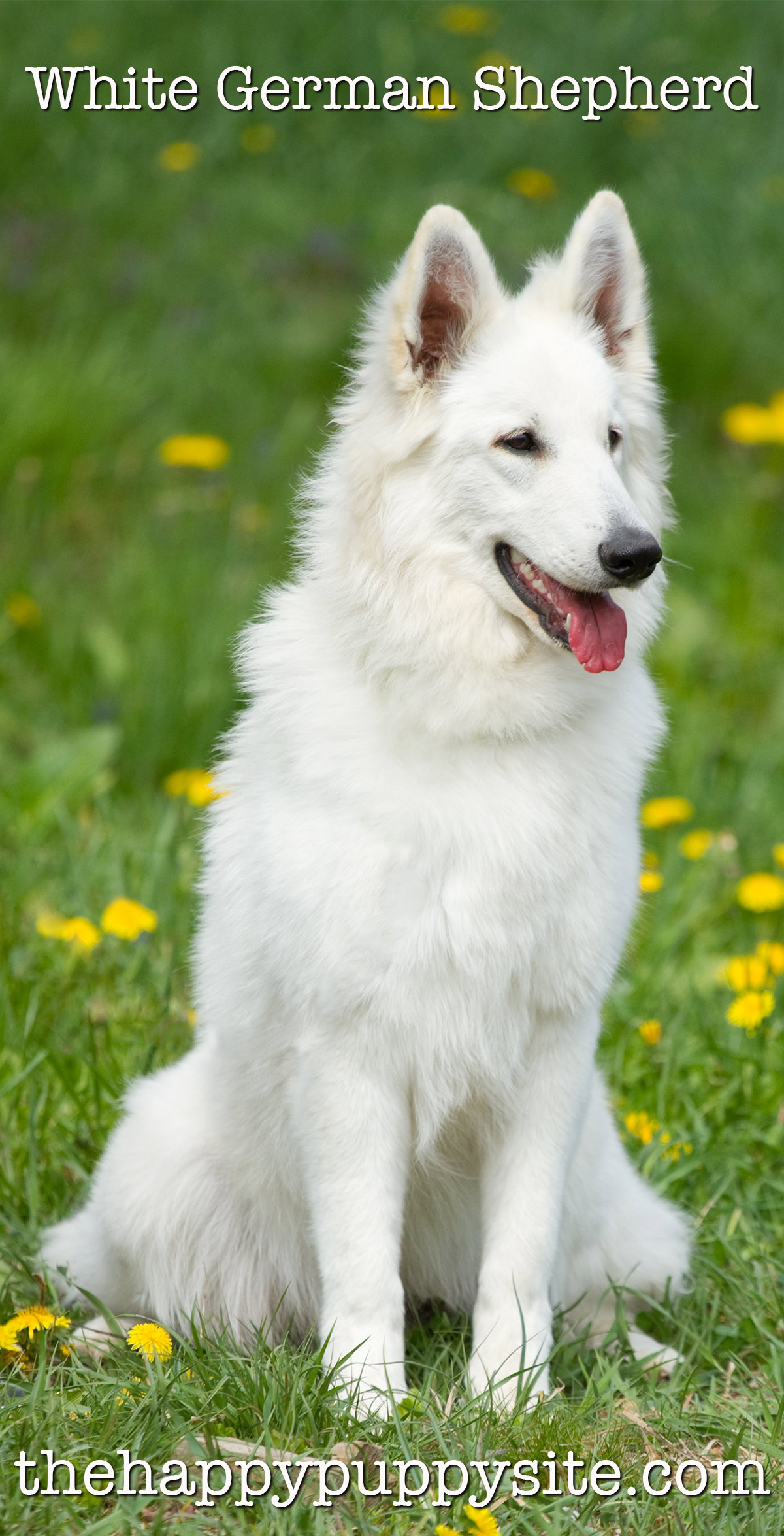 White German Shepherd Dog Breed - A Complete Guide
