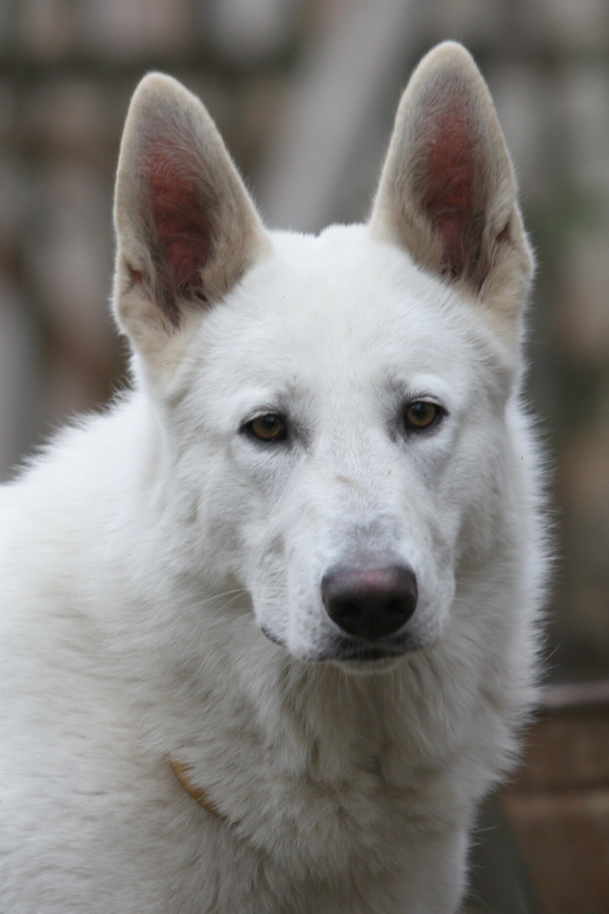 Free photo: White shepherd dog - Animal, Dog, Dogs - Free Download - Jooinn