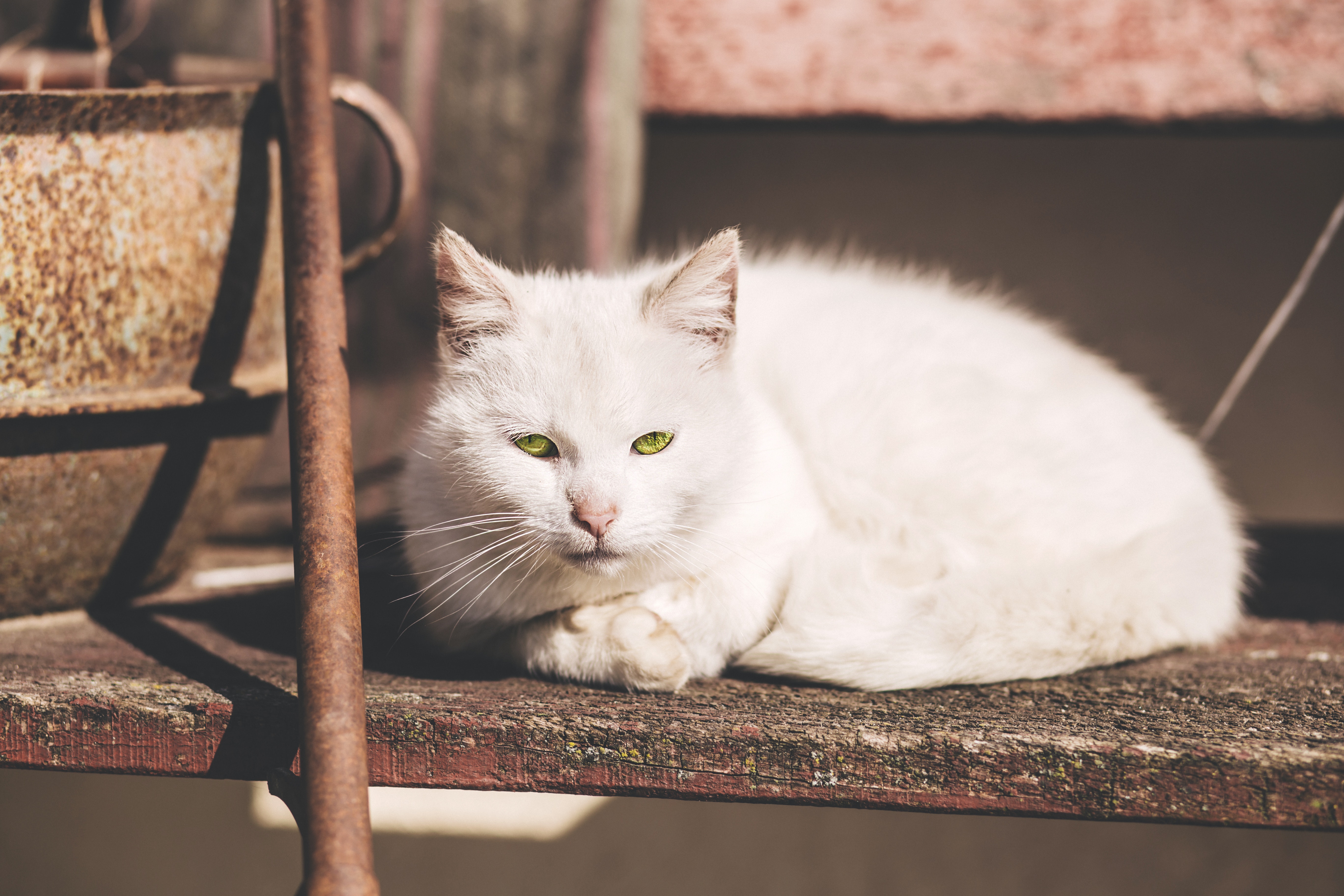 White short fur cat near brown metal rod photo