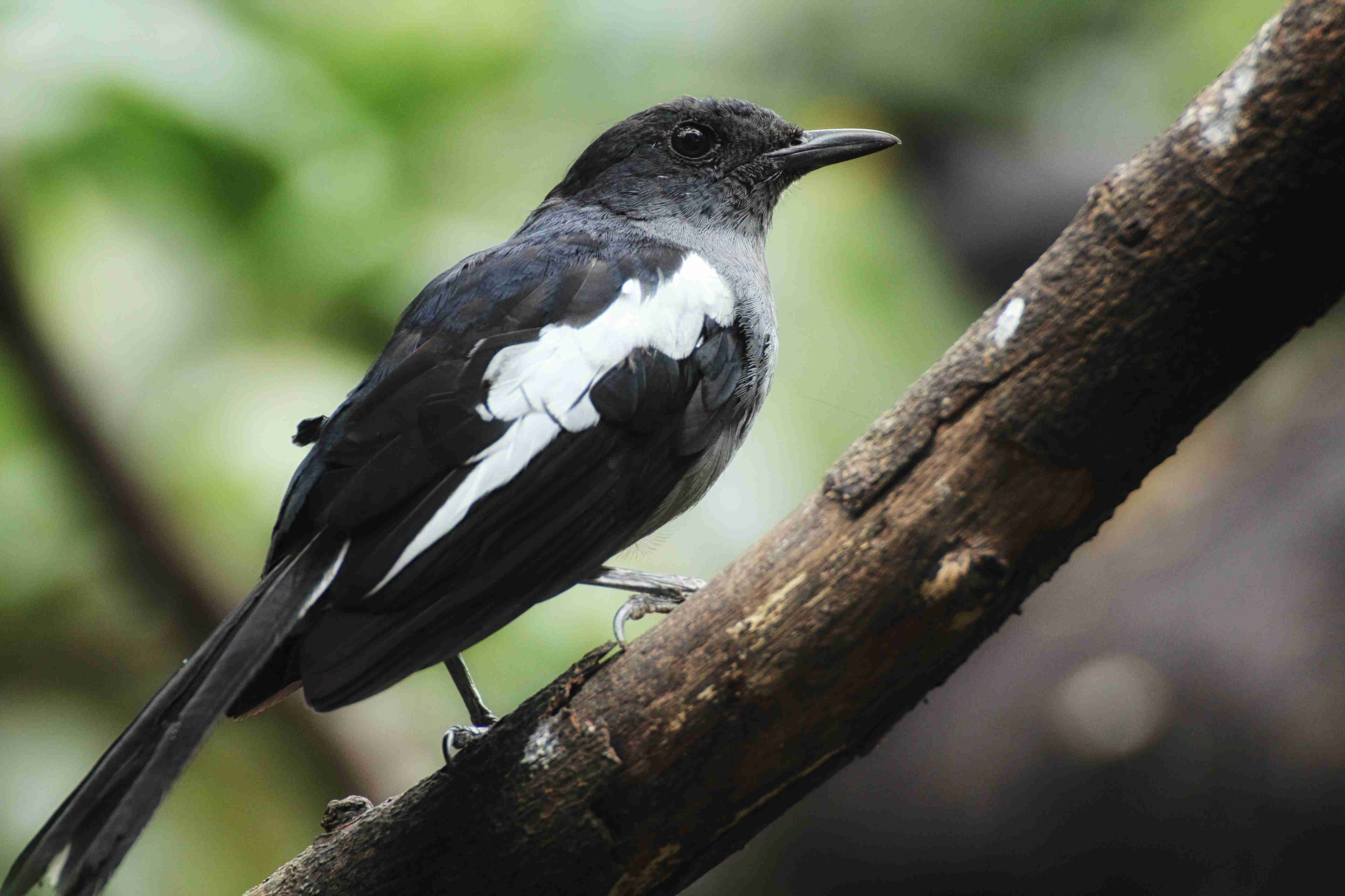 White-shouldered blackbird photo