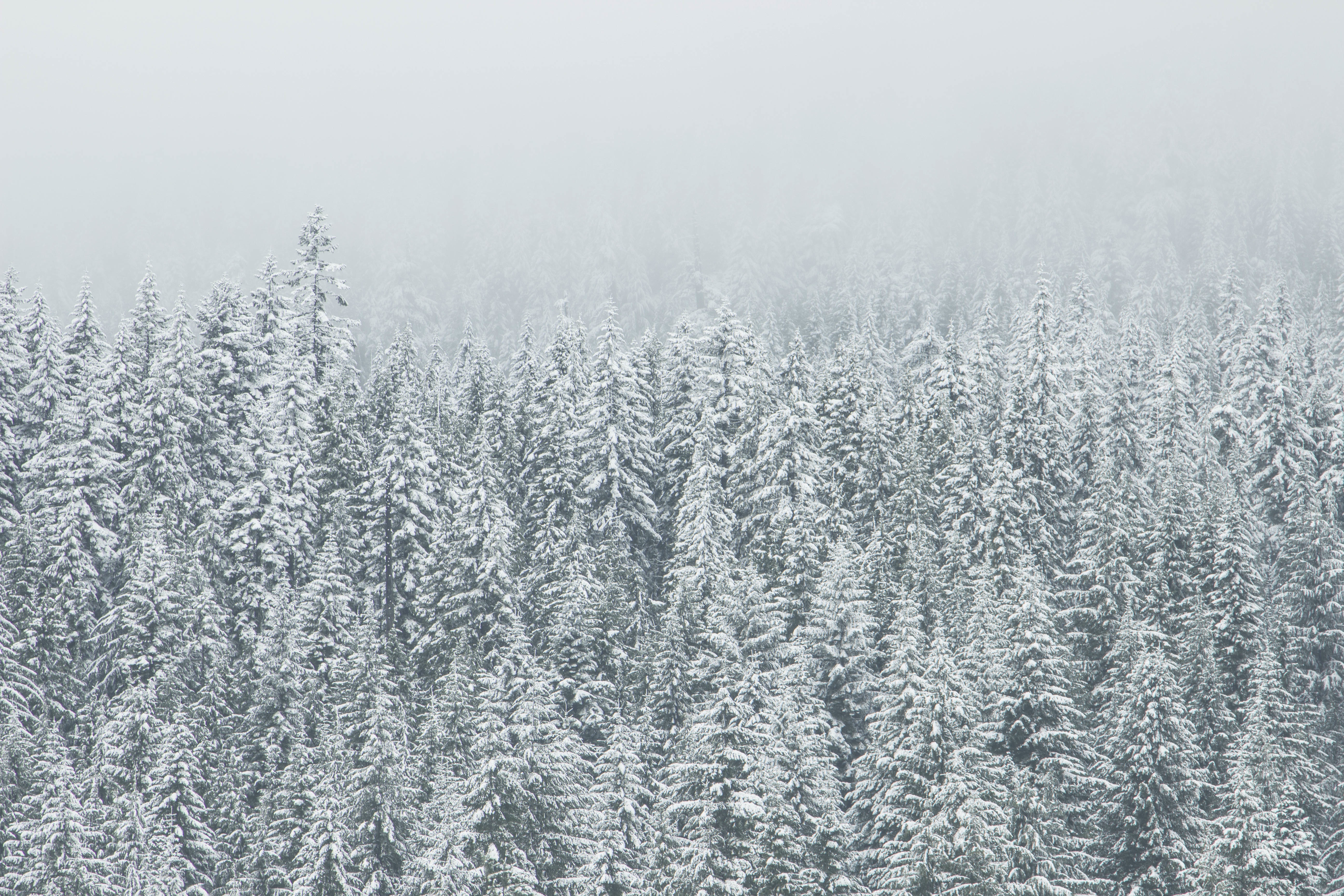 White snow trees in winter photo