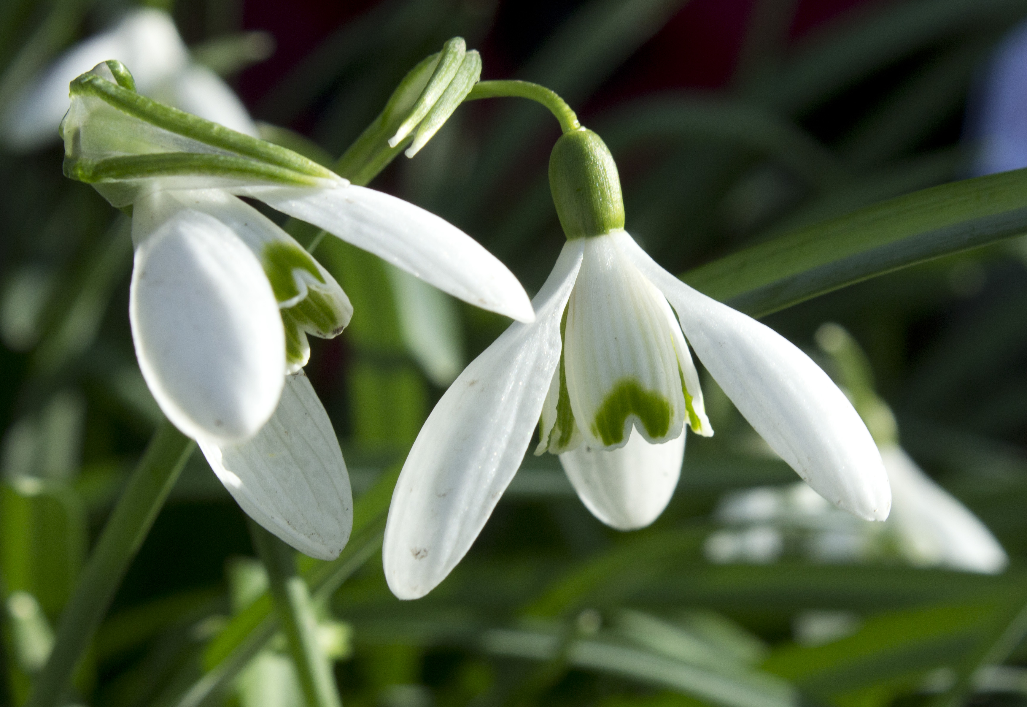 free-photo-snowdrop-flower-bakcground-nature-winter-free