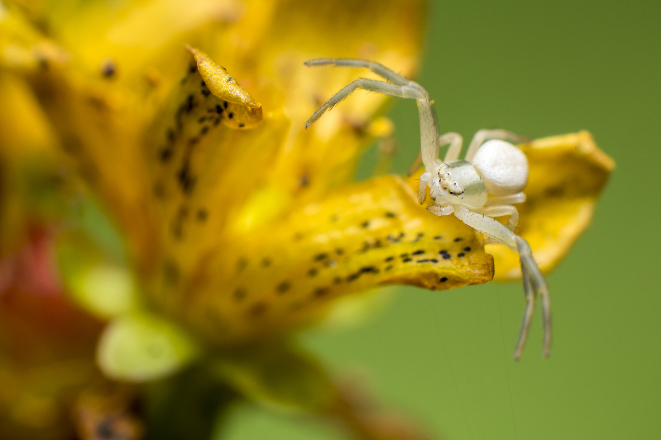 White Spiders in Oregon and Washington - Ask Mr. Little