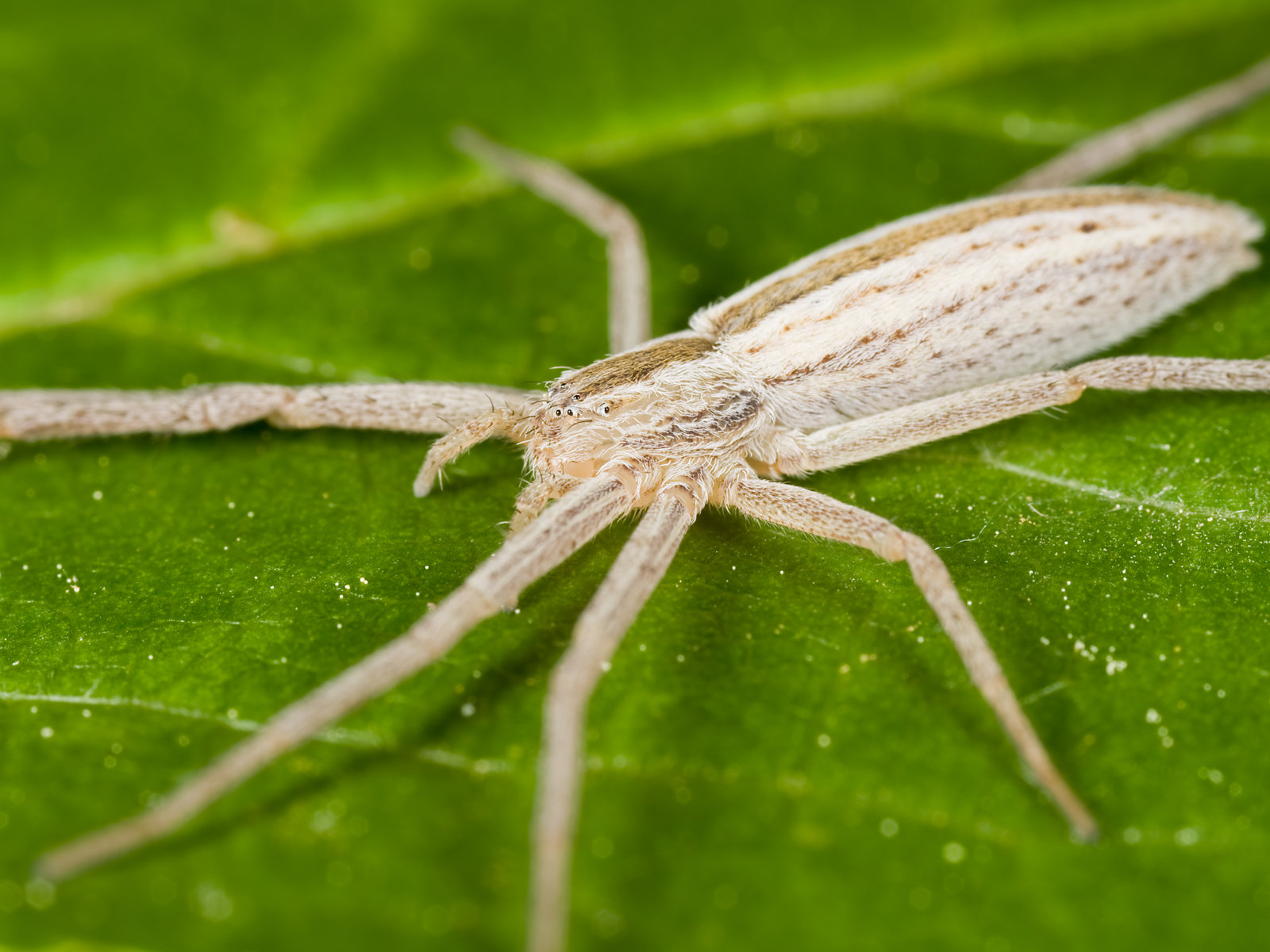 Free photo: White Spider - Insect, Nature, Spider - Free Download - Jooinn