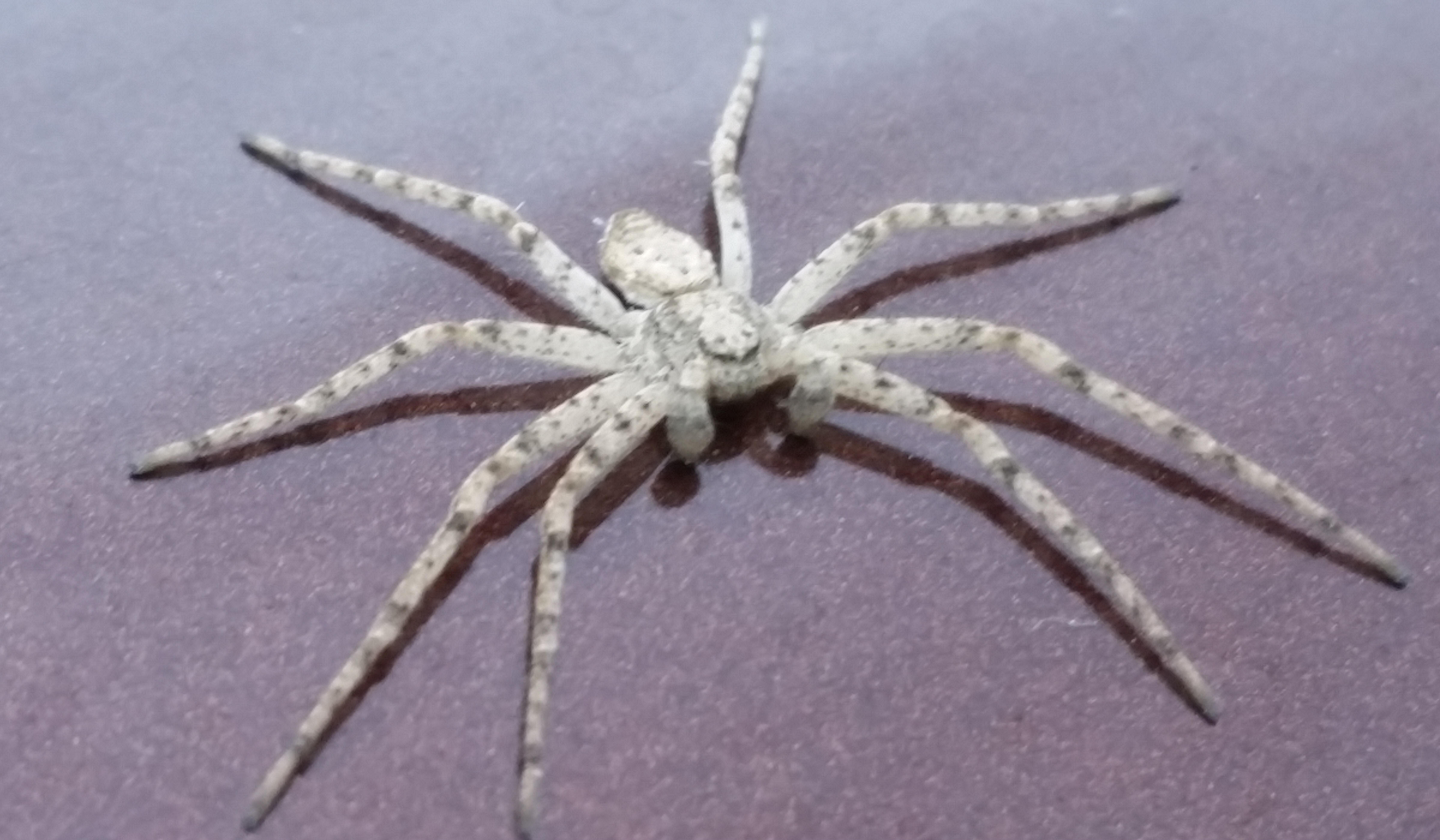 Spiders at Spiderzrule - the best site in the world about spiders ...