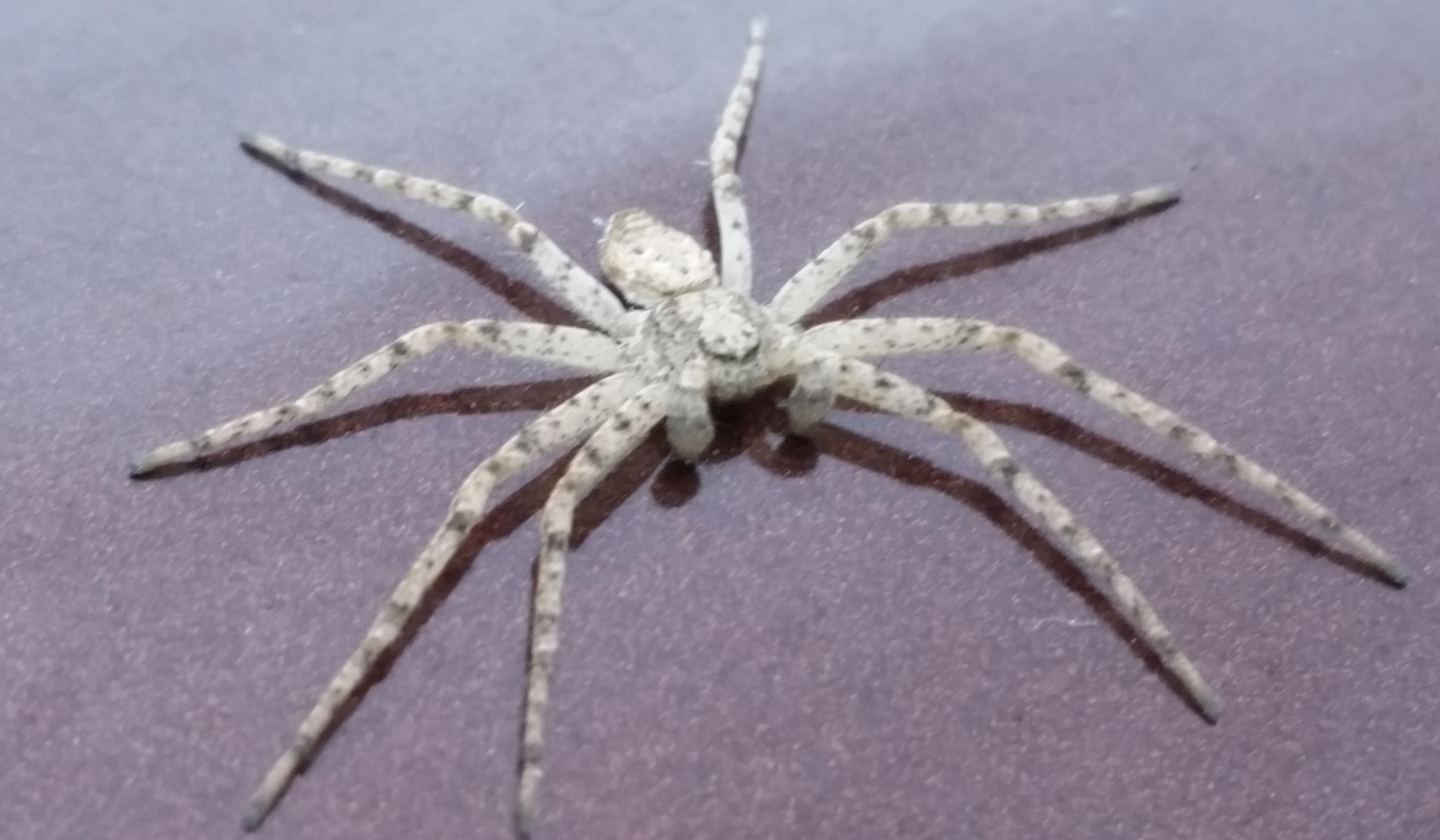 white-spider-rezepte-suchen