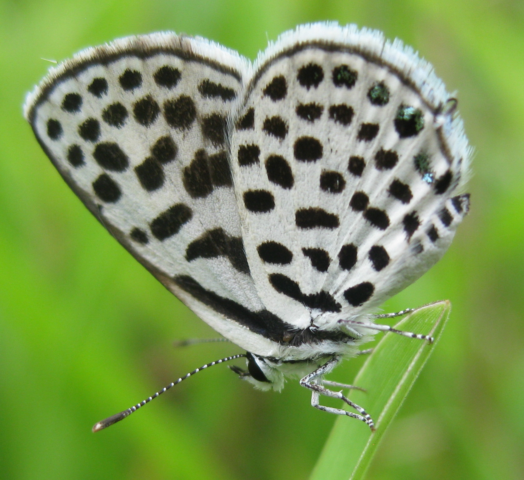 File:Butterfly - black and white Blue (5424230127).jpg - Wikimedia ...