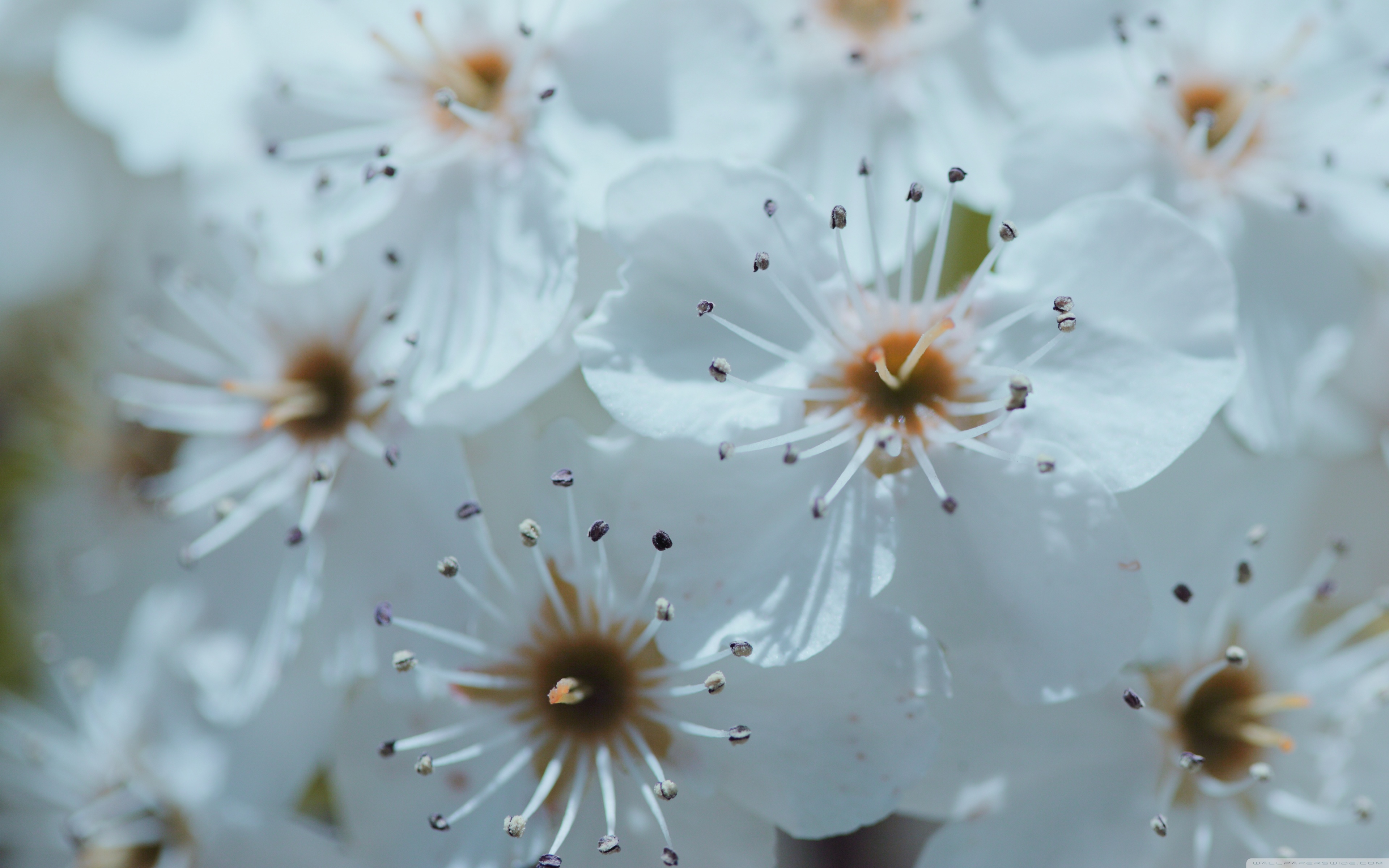 White Spring Blossoms ❤ 4K HD Desktop Wallpaper for 4K Ultra HD TV ...
