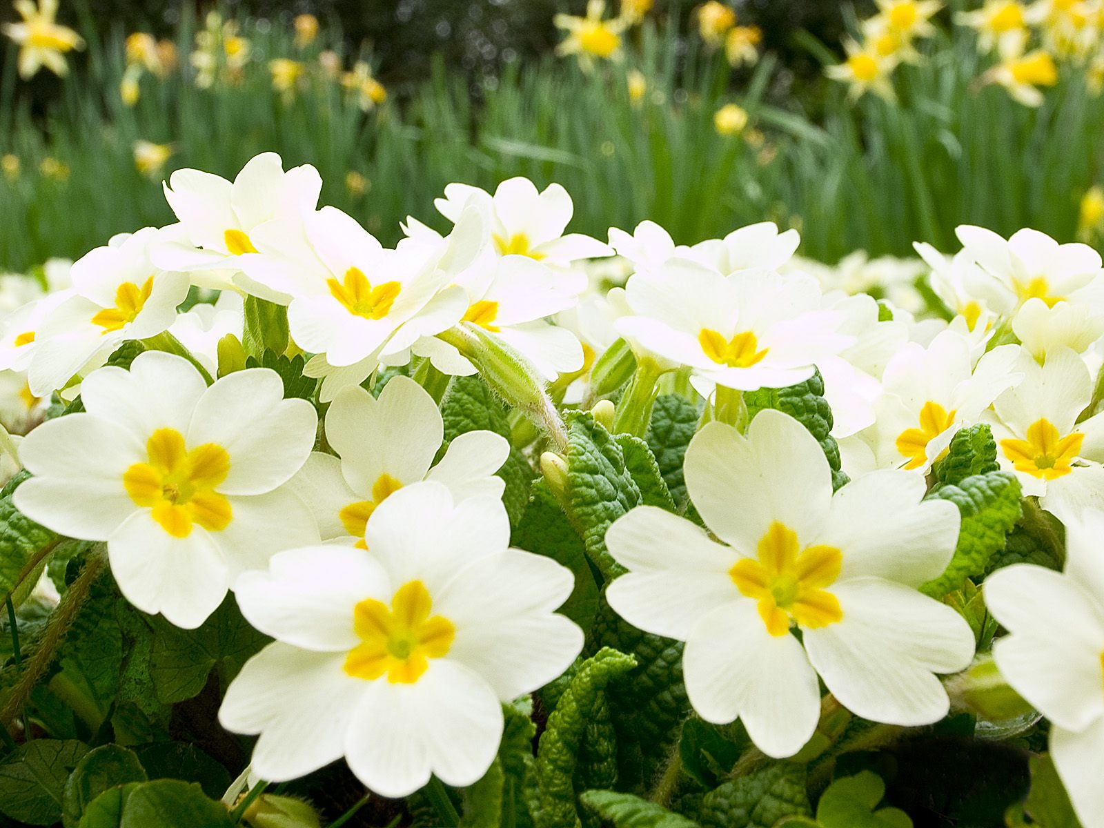 White Spring Flowers #6815755