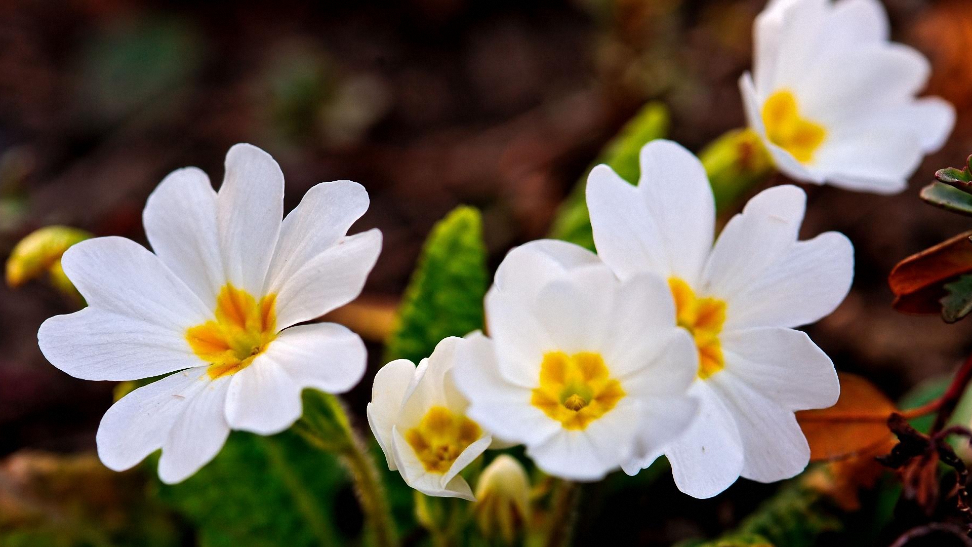Free 1920x1080 A Few White Spring Flowers Wallpapers Full HD 1080p ...