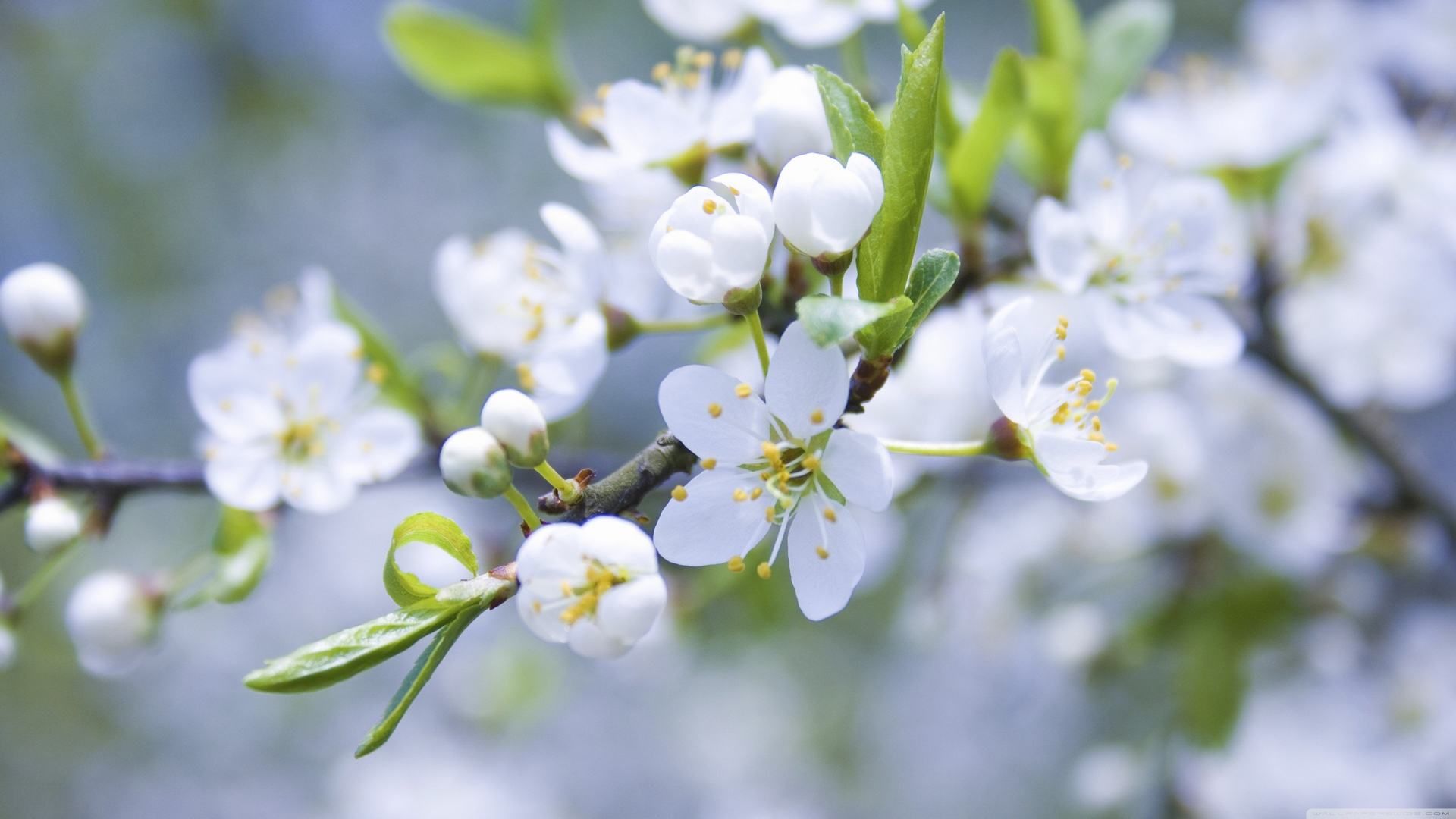 hoa mận | hoa | Pinterest | White flowers and Flowers