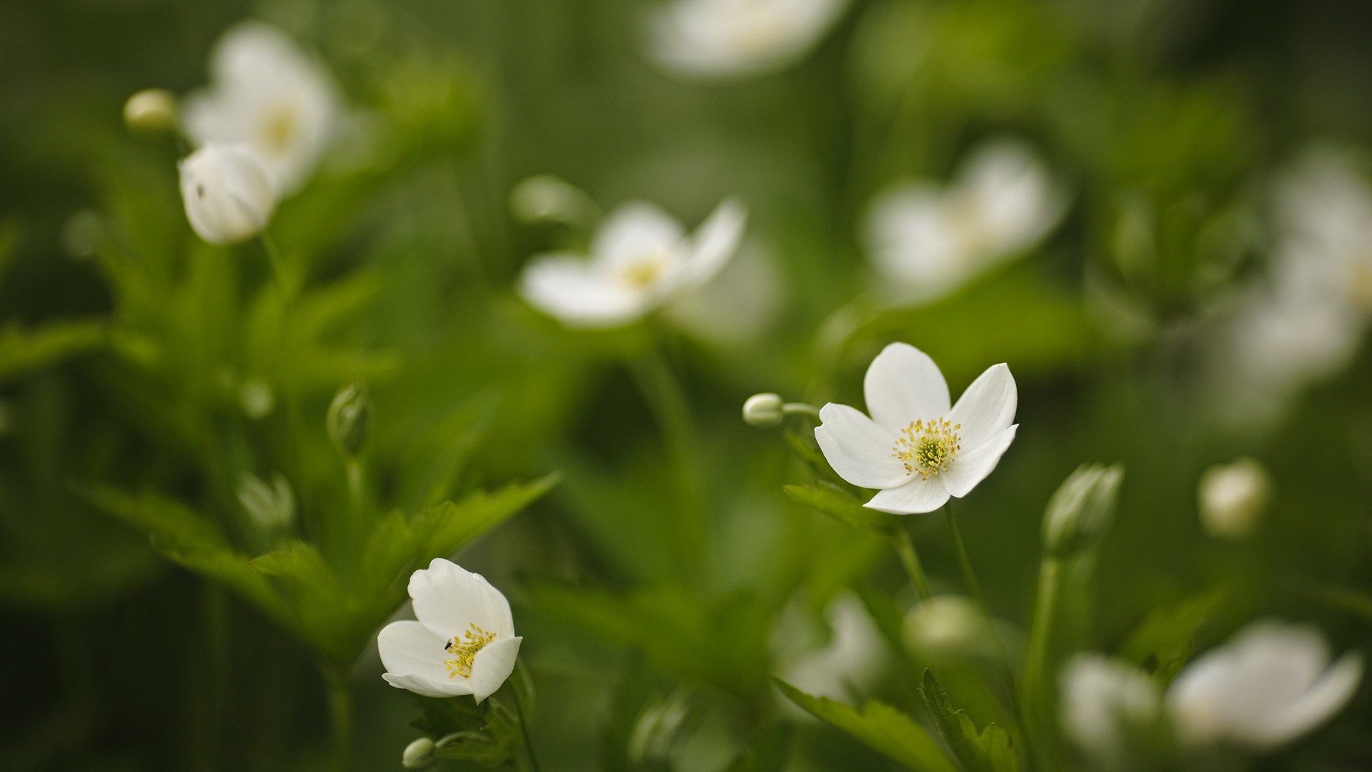 White spring flowers wallpapers and images - wallpapers, pictures ...