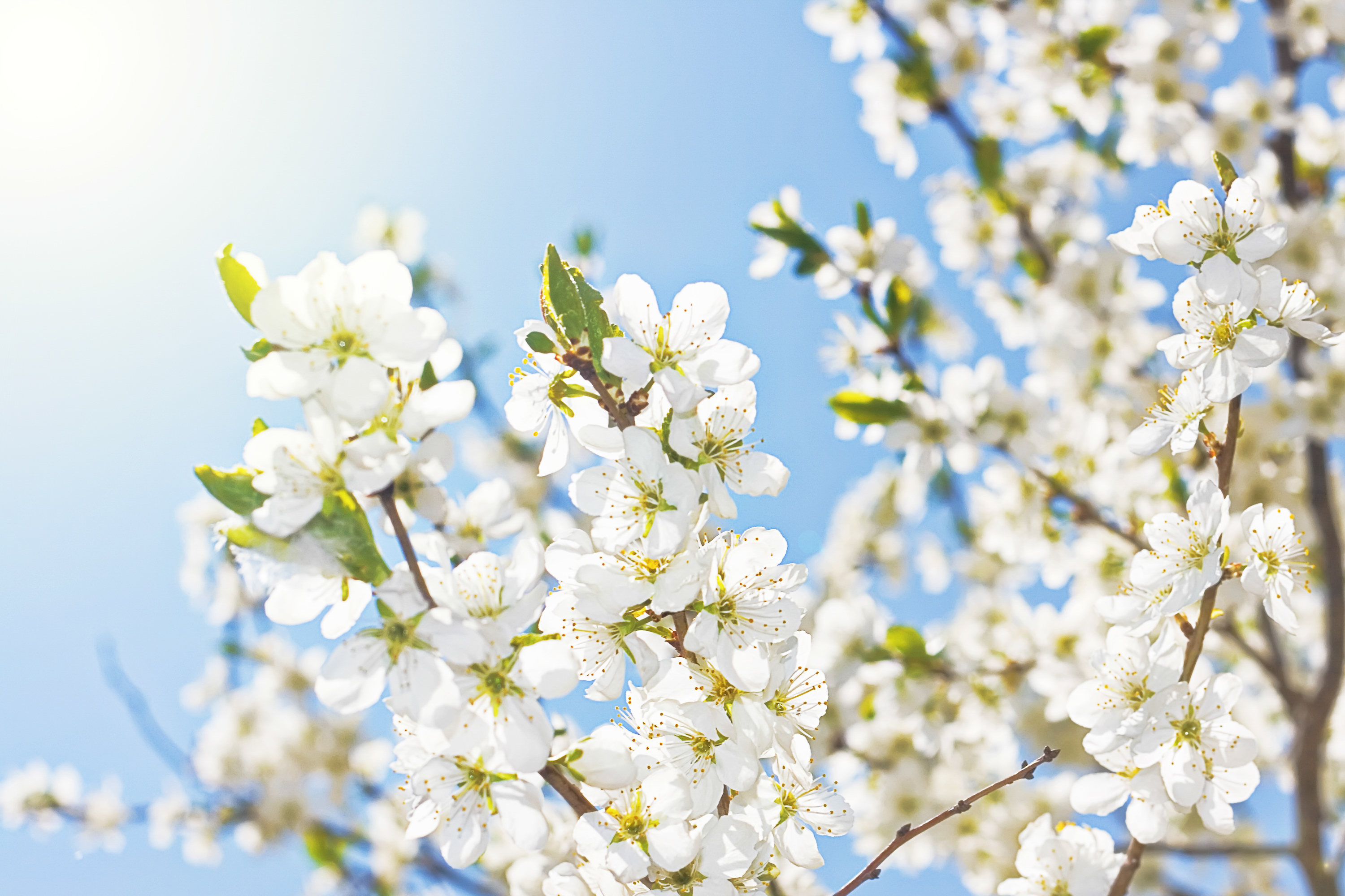 White Spring Flowers, Abloom, Shine, Natural, Nature, HQ Photo