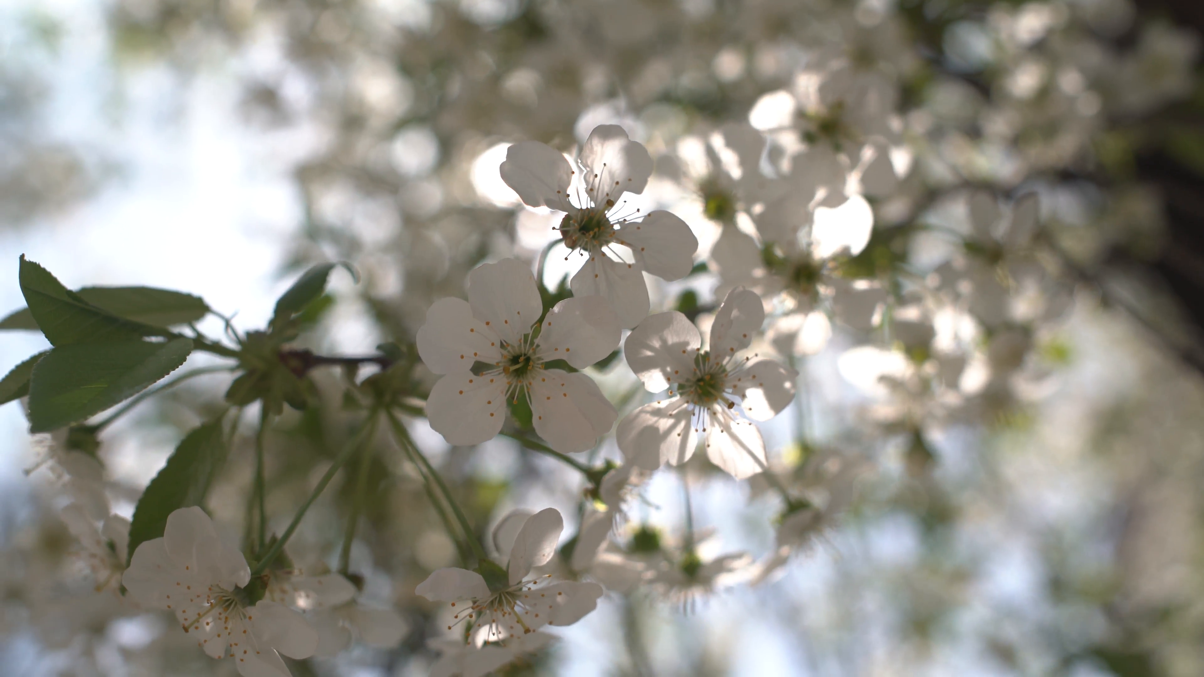 White Spring Flowers in the Sun 4K Stock Video Footage - Videoblocks