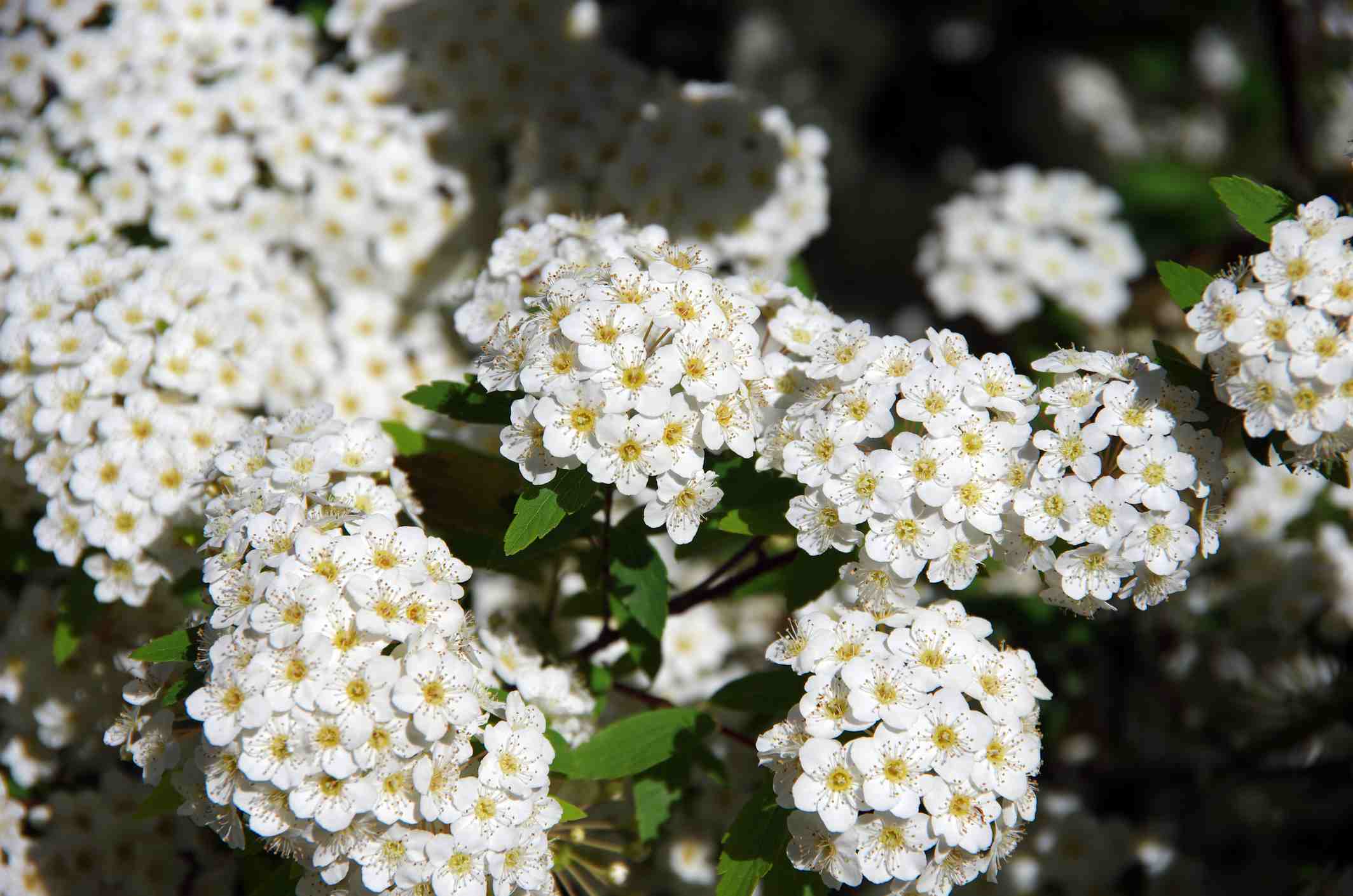 Free photo: White spring flower - Beautiful, Green, Spring - Free ...