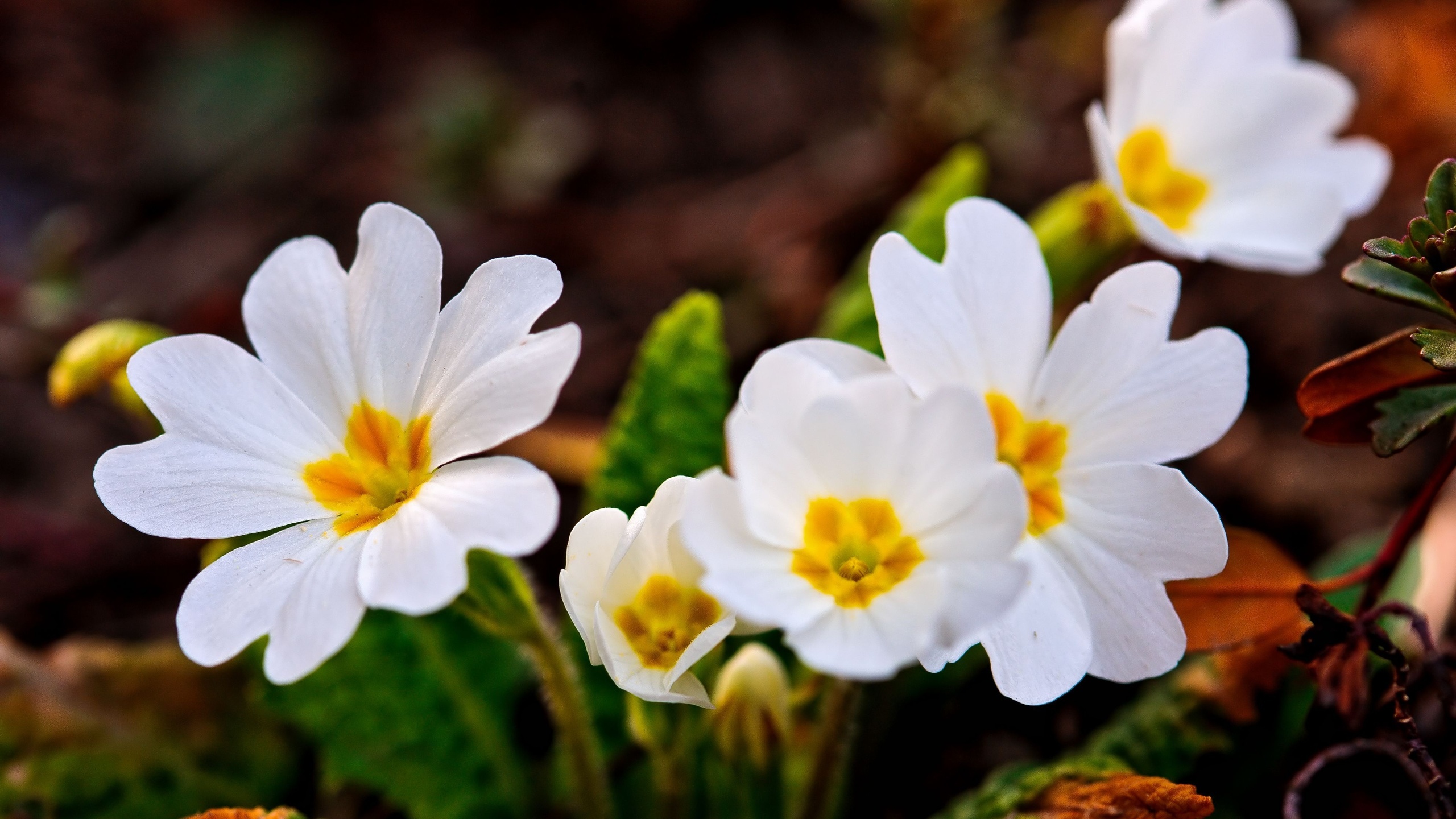 A Few White Spring Flowers Wallpapers - 2560x1440 - 828089