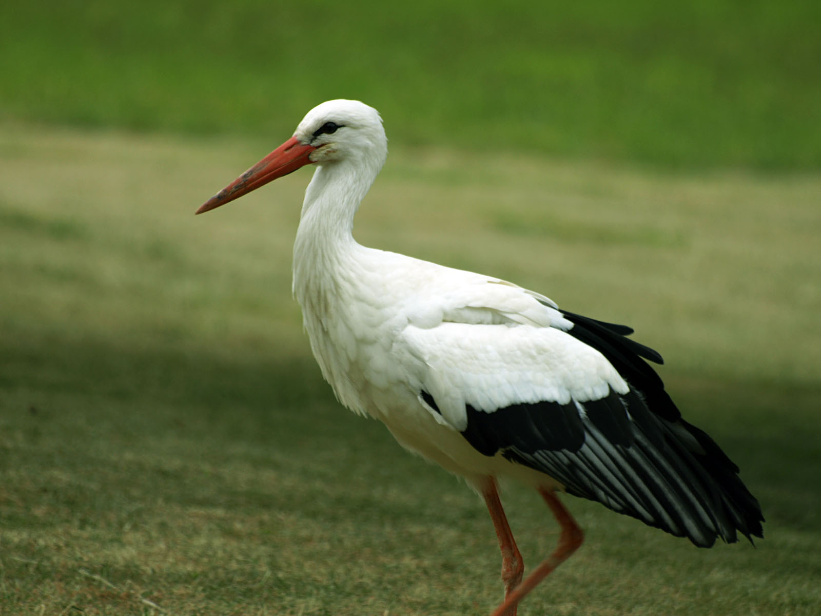 White Stork | The Parody Wiki | FANDOM powered by Wikia