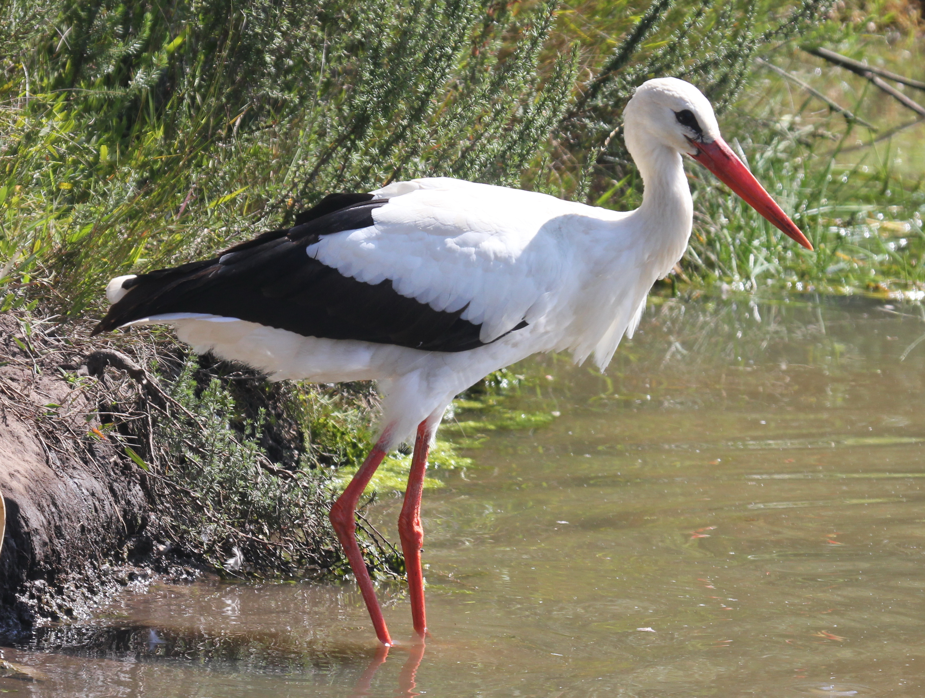 File:White Stork RWD.jpg - Wikimedia Commons