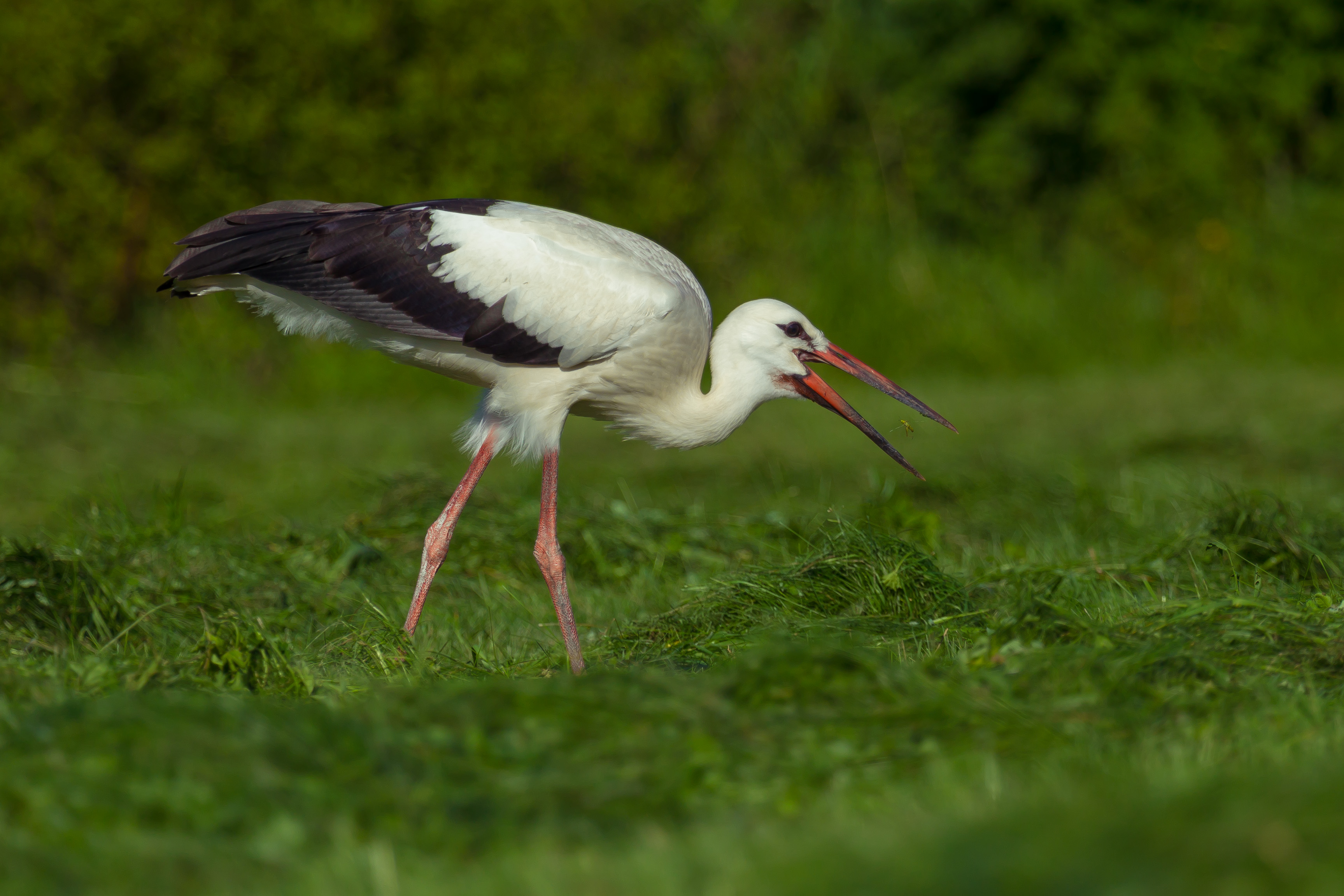 File:White Stork.jpg - Wikimedia Commons