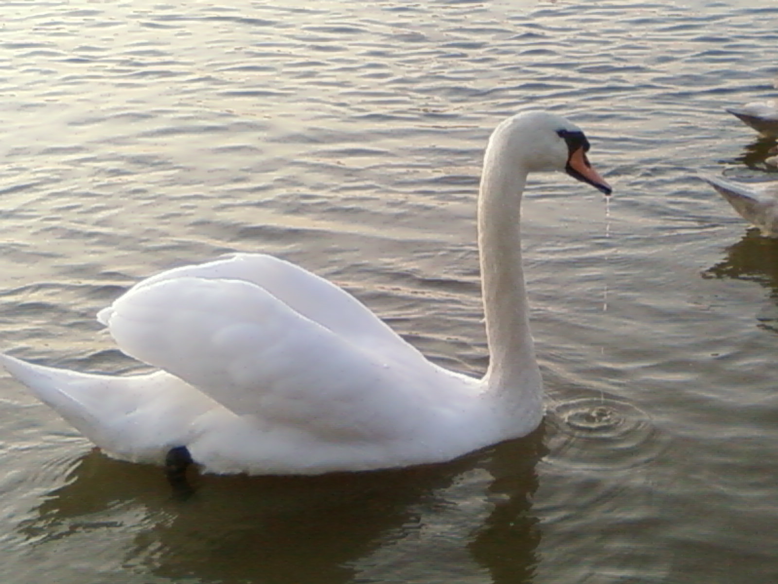 File:White Swan Close Up Picture 001.jpg - The Work of God's Children