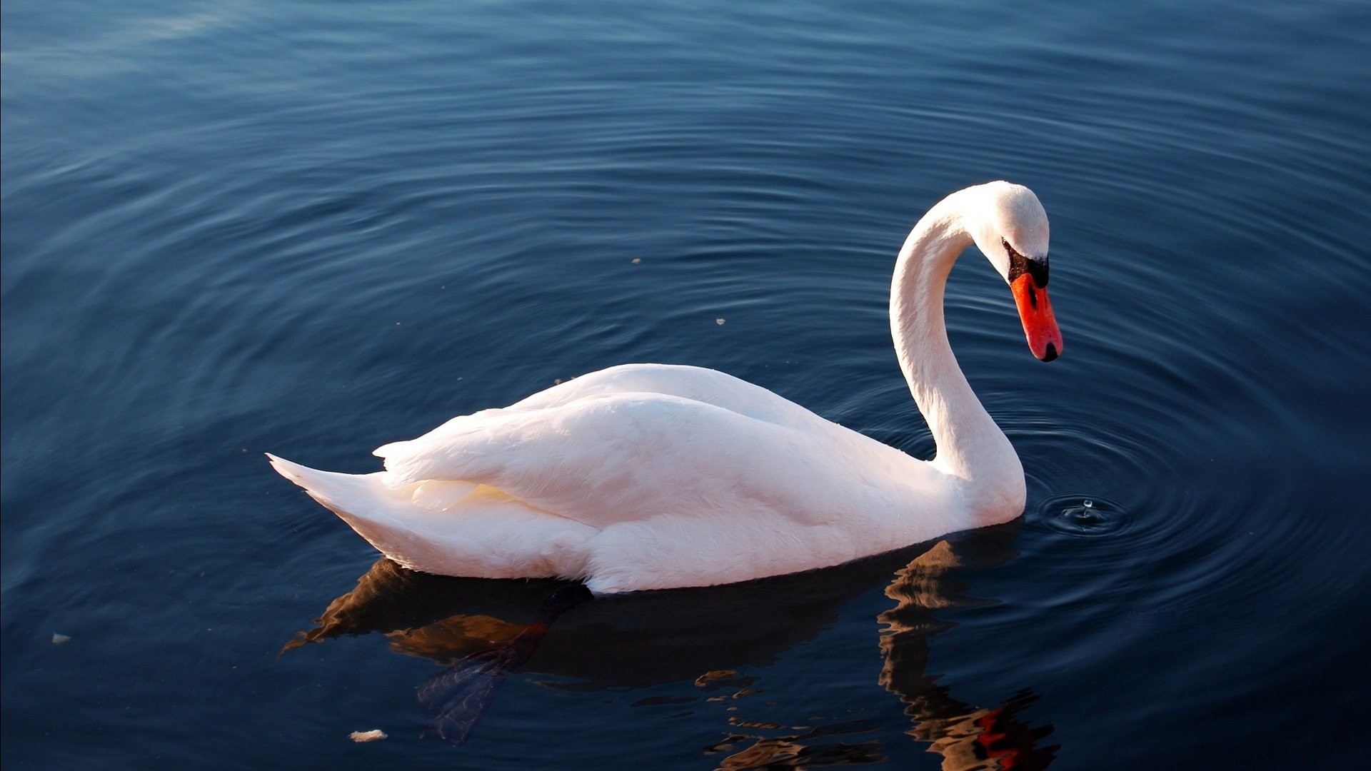 Birds: White Swan Bird Image for HD 16:9 High Definition 1080p 900p ...