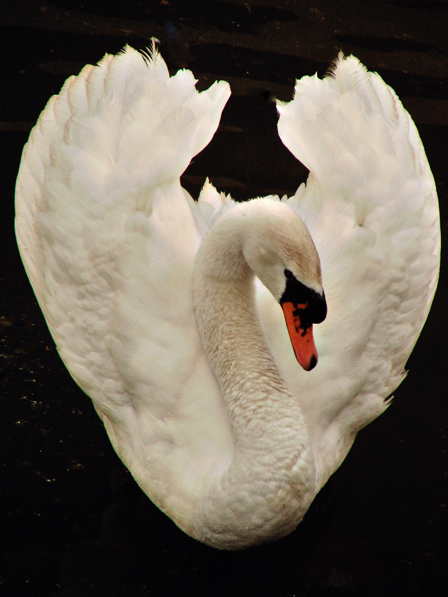 File:White Swan dsc01208-nevit.jpg - Wikimedia Commons
